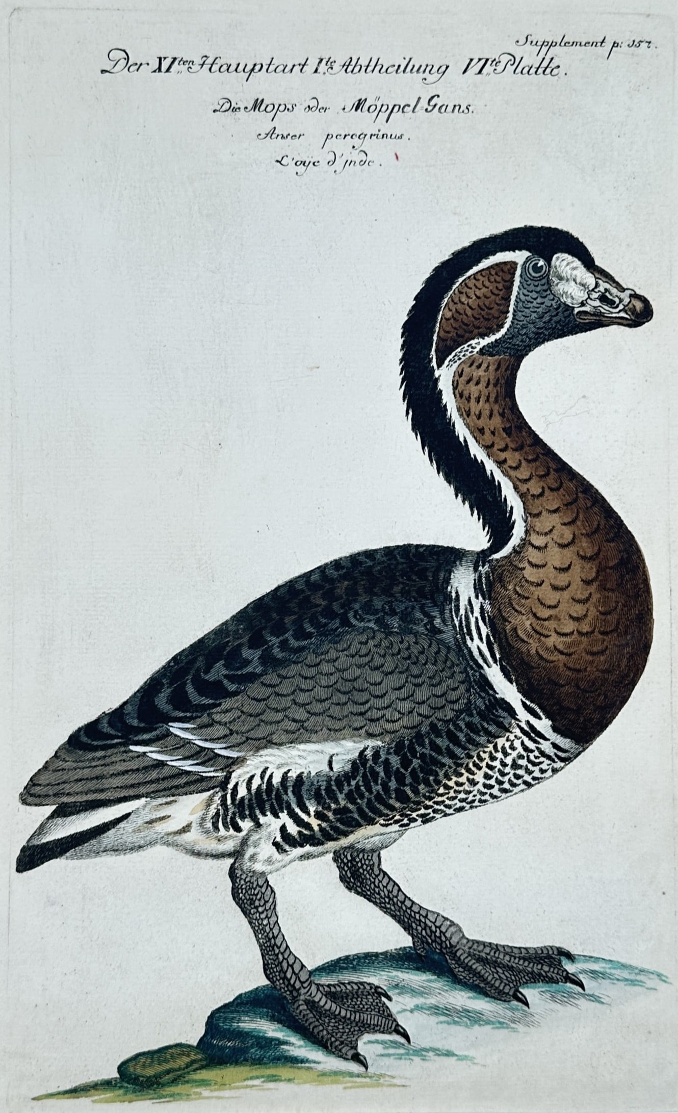 Johann Leonhard Frisch – Study of a Red-Breasted Goose – Engraving (18th Century) (1 of 3)