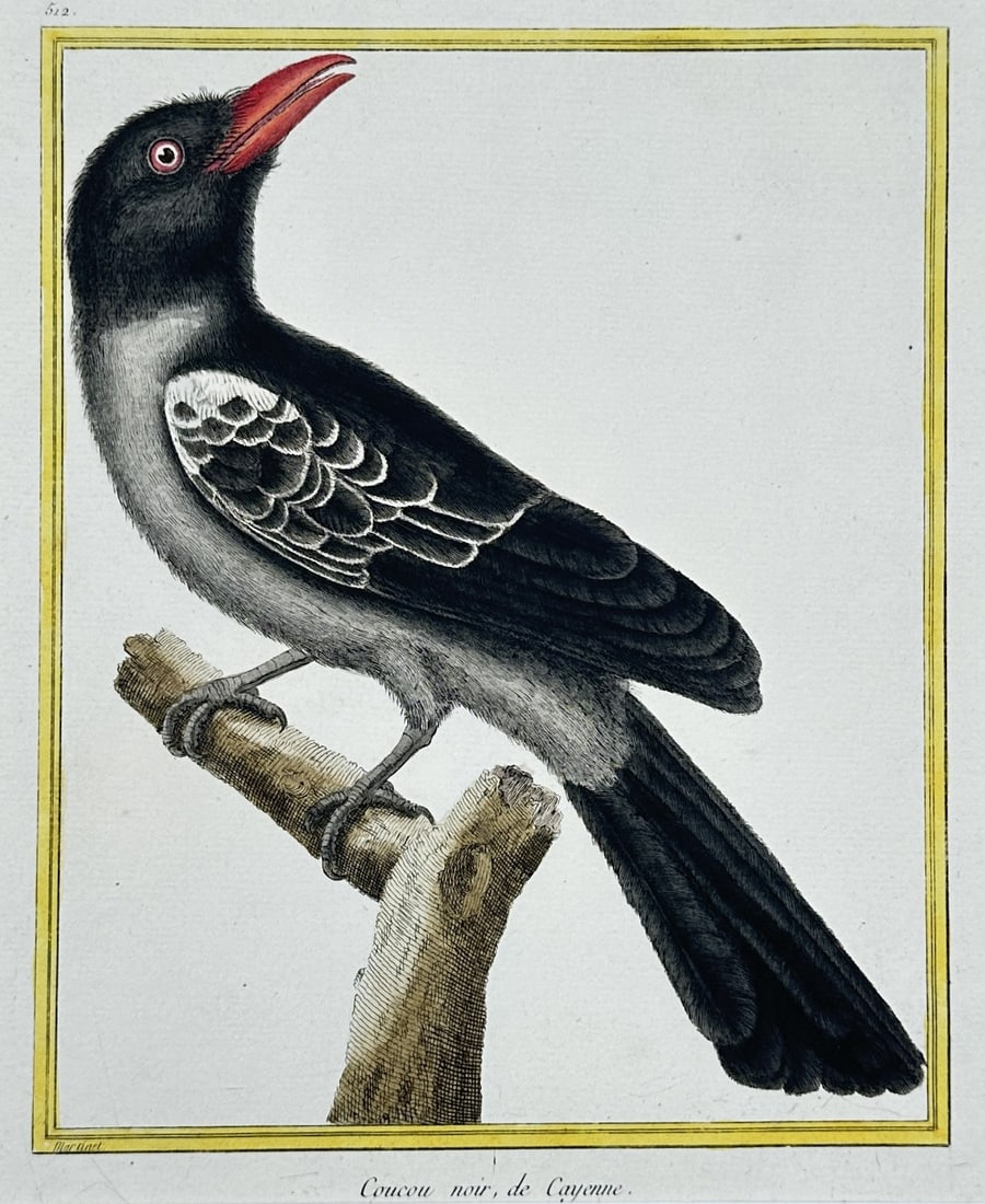 Francois-Nicolas Martinet – Study of a Black Cuckoo of Cayenne – Engraving (18th Century) (1 of 3)