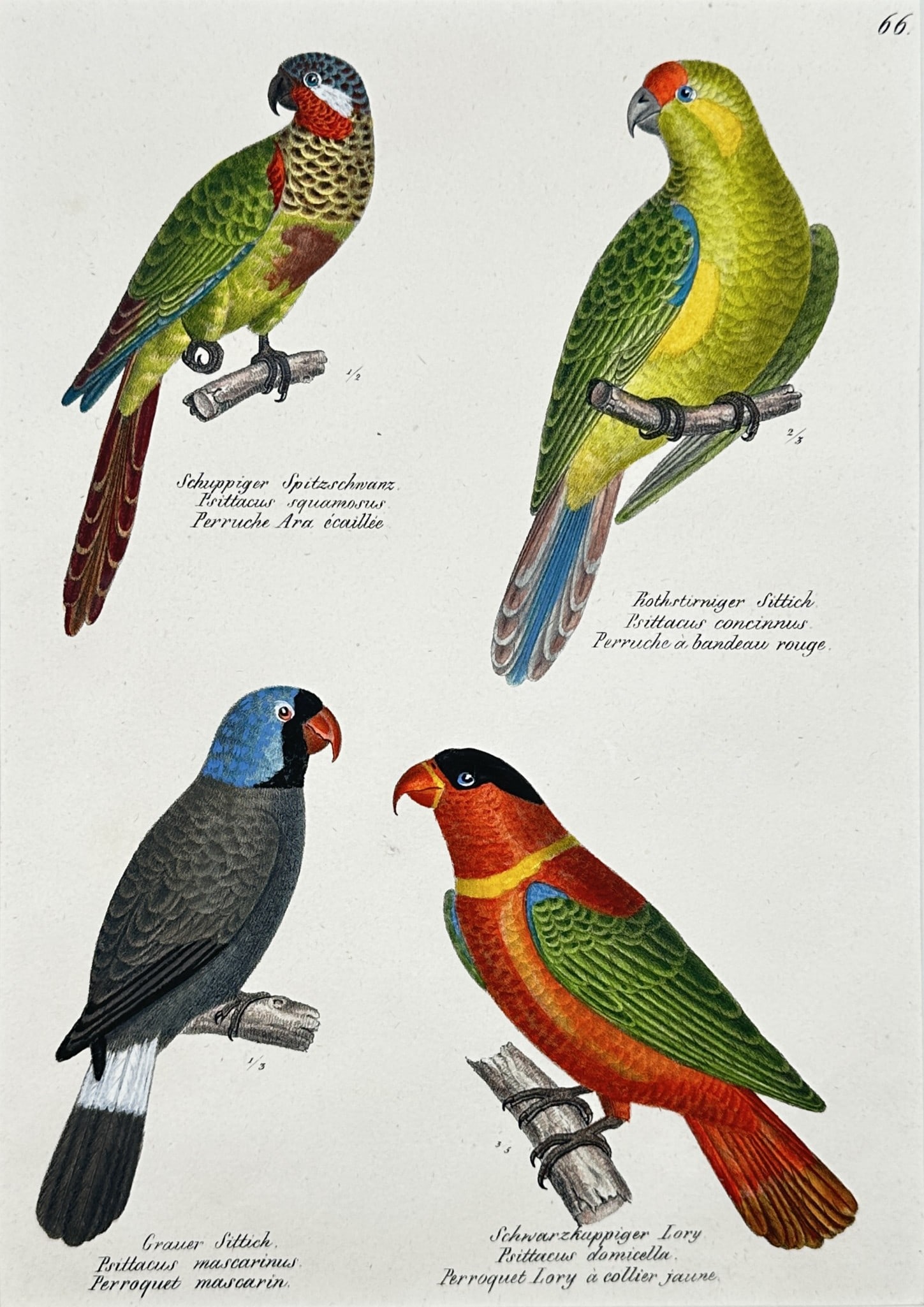 Karl Joseph Brodtmann – Comparative Studies of Parrots and Lories – Lithograph (19th Century) (1 of 3)