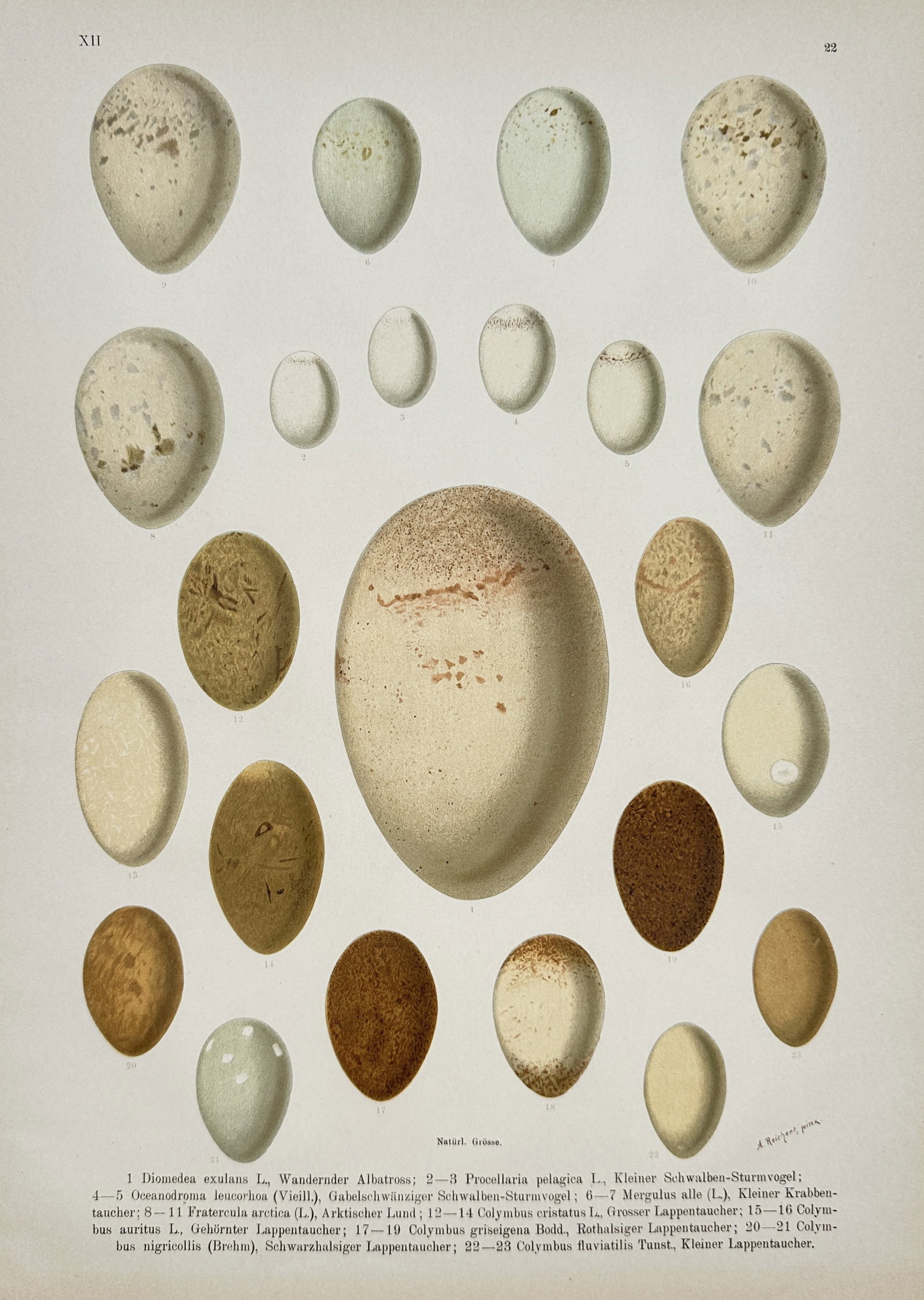 Johann Andreas Naumann – Comparative Study of Bird Eggs – Lithograph (19th Century) (1 of 2)