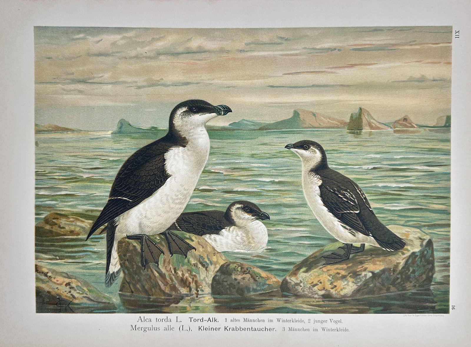 Johann Andreas Naumann – Study of Razorbills and Little Auks – Lithograph (19th Century) (1 of 2)