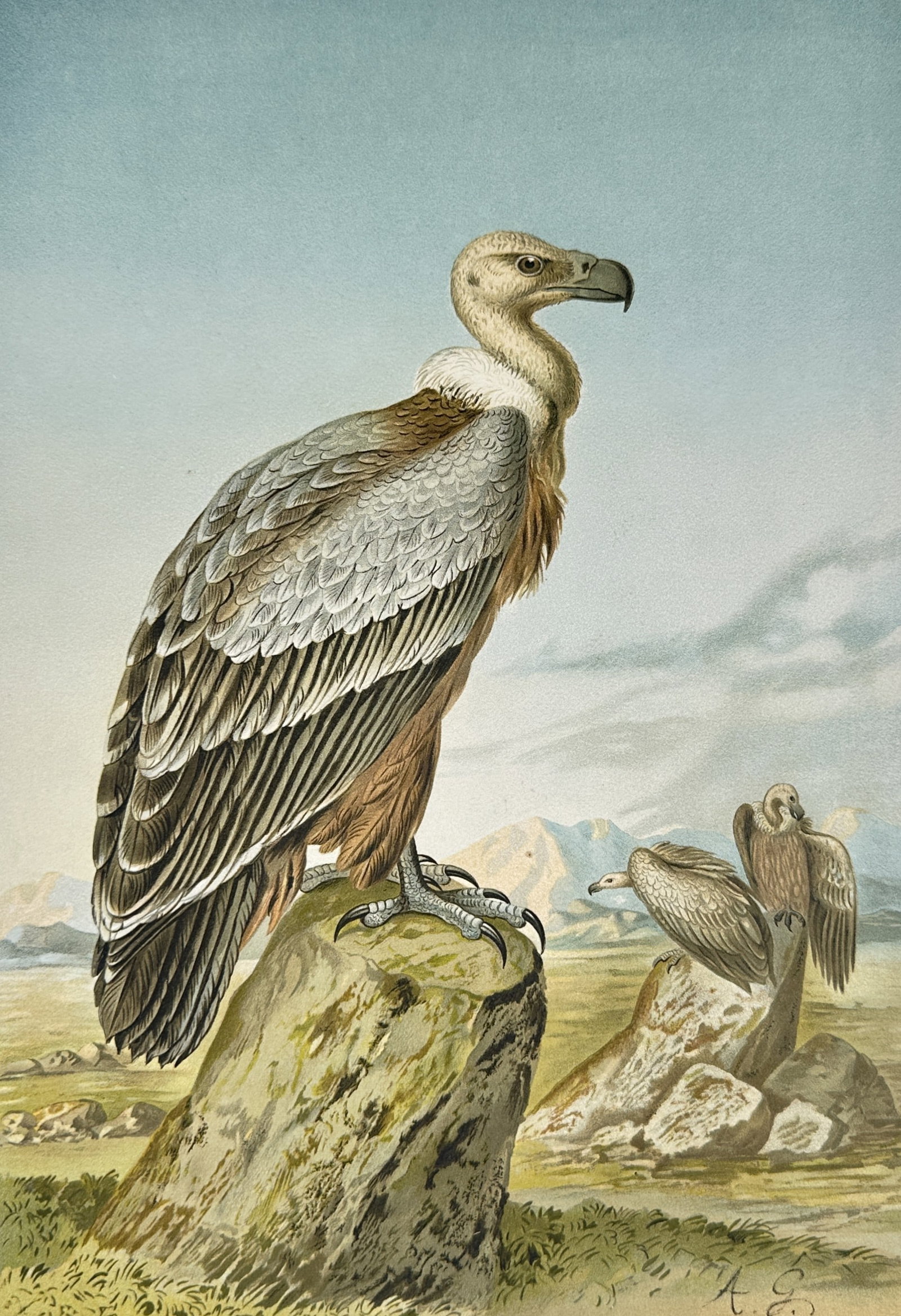 Johann Andreas Naumann – Study of Griffon Vultures – Lithograph (19th Century): "Griffon Vulture" This ornithological print features a study of vultures perched on rocky outcrops within an open mountain landscape under a clear sky. The natural history plate documents the plumage 