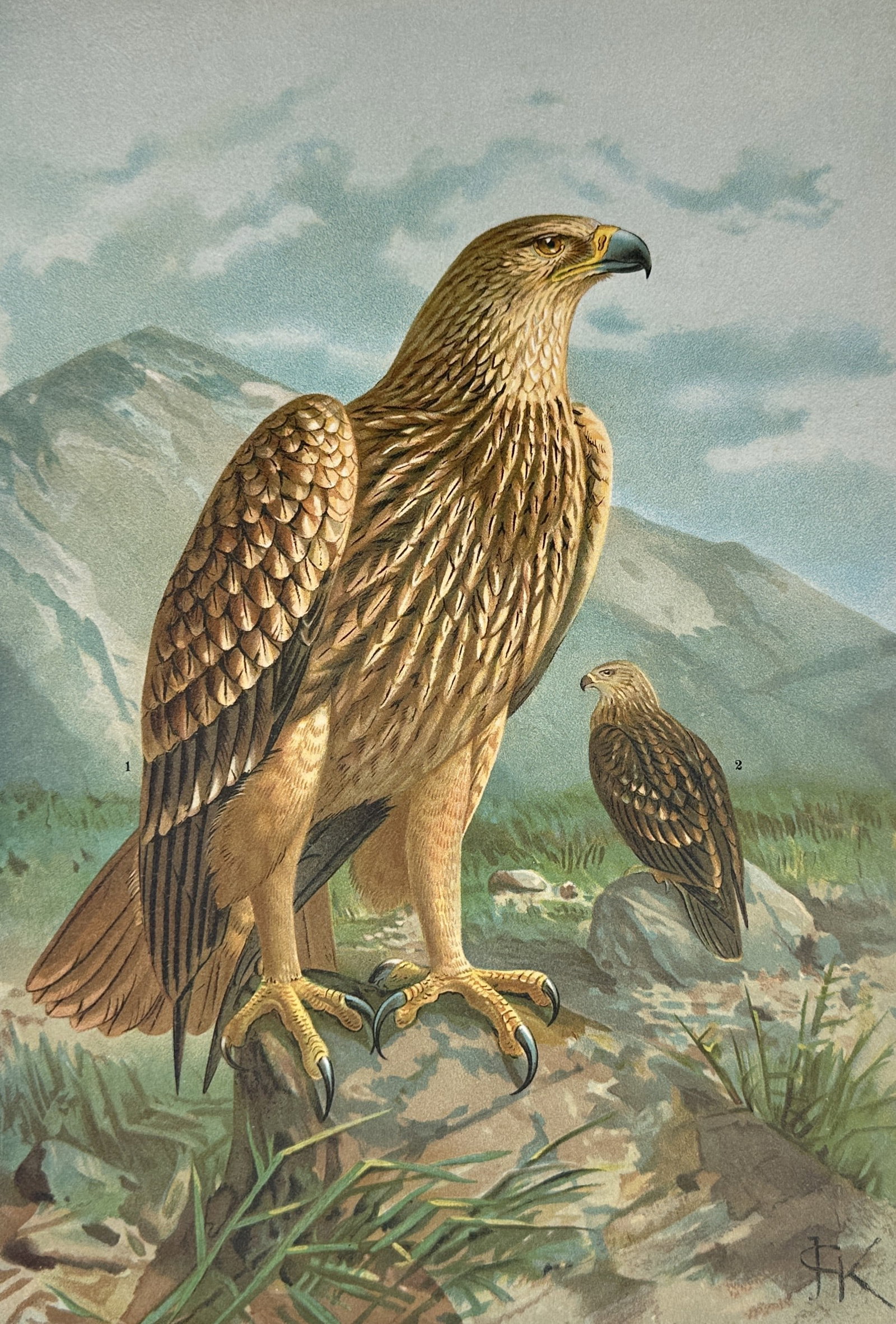 Johann Andreas Naumann – Study of Imperial Eagles – Lithograph (19th Century) (1 of 2)