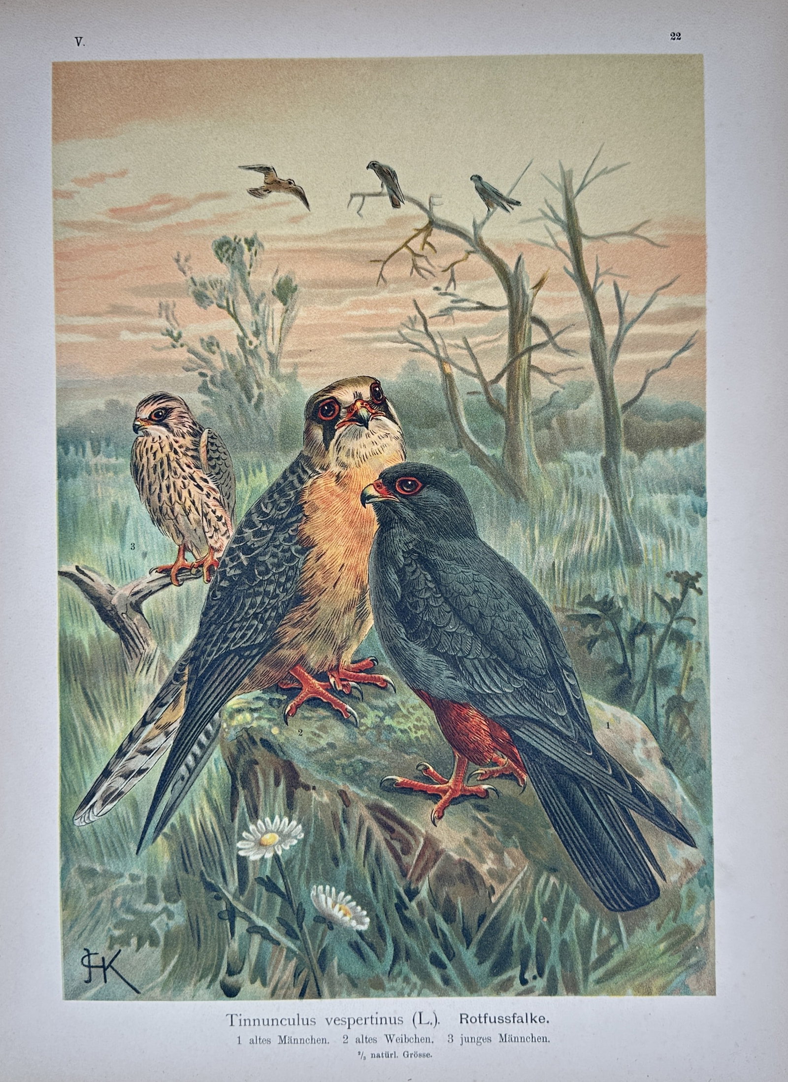 Johann Andreas Naumann – Study of Red-Footed Falcons – Lithograph (19th Century) (1 of 2)
