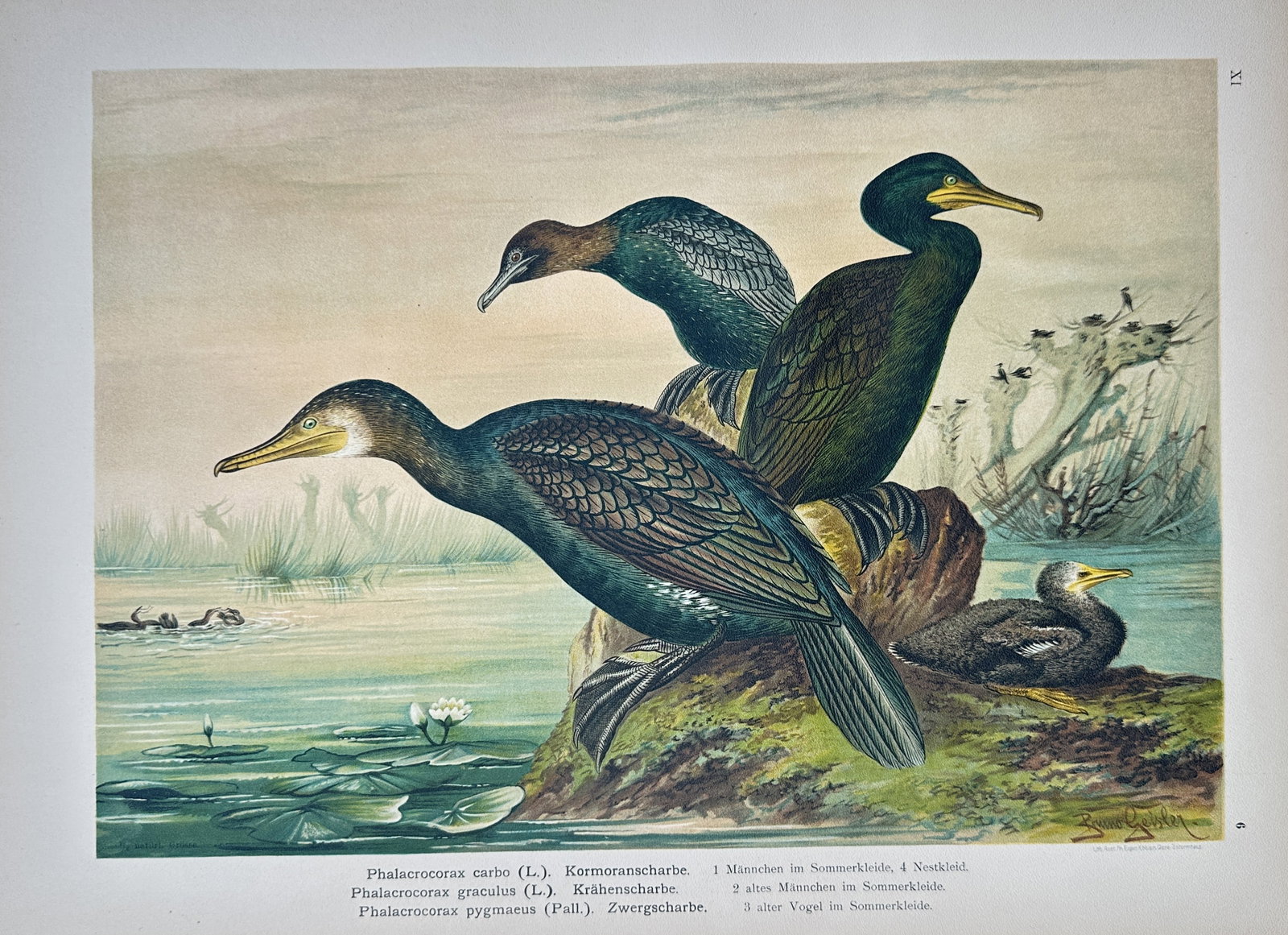 Johann Andreas Naumann – Study of Cormorants and Shags – Lithograph (19th Century) (1 of 2)