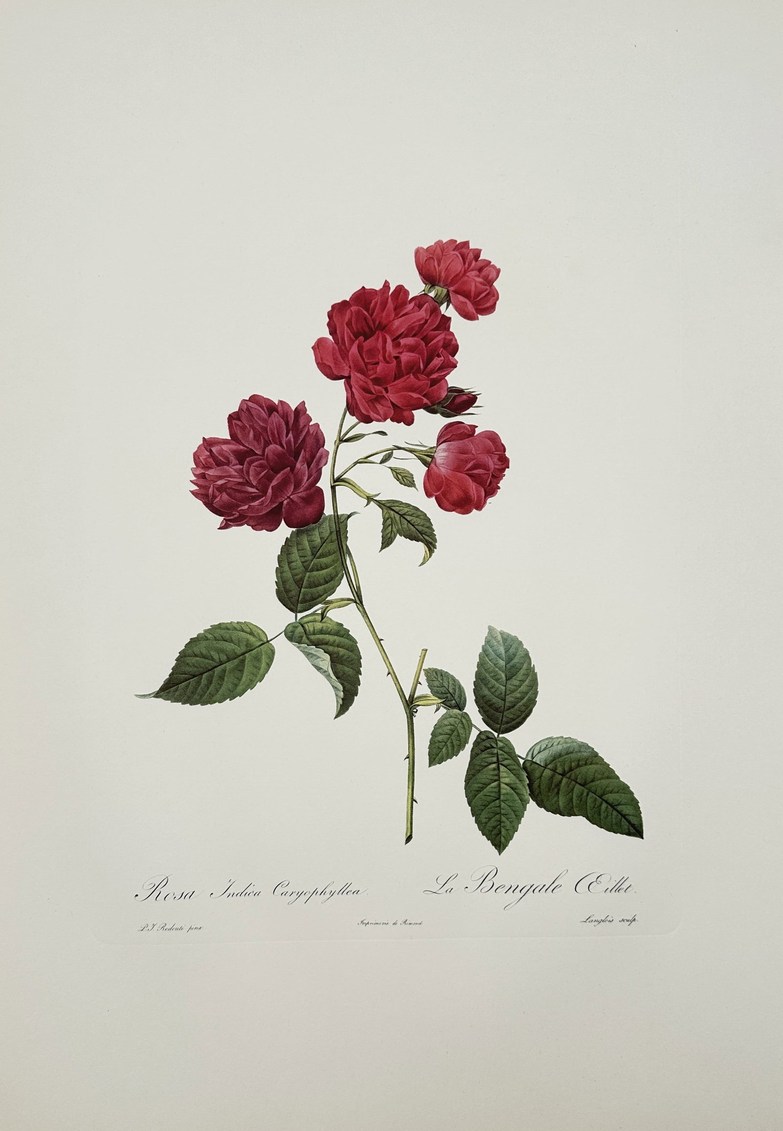 Pierre-Joseph Redouté, after – Study of Rosa Indica Caryophyllea – Offset print (20th Century) (1 of 2)