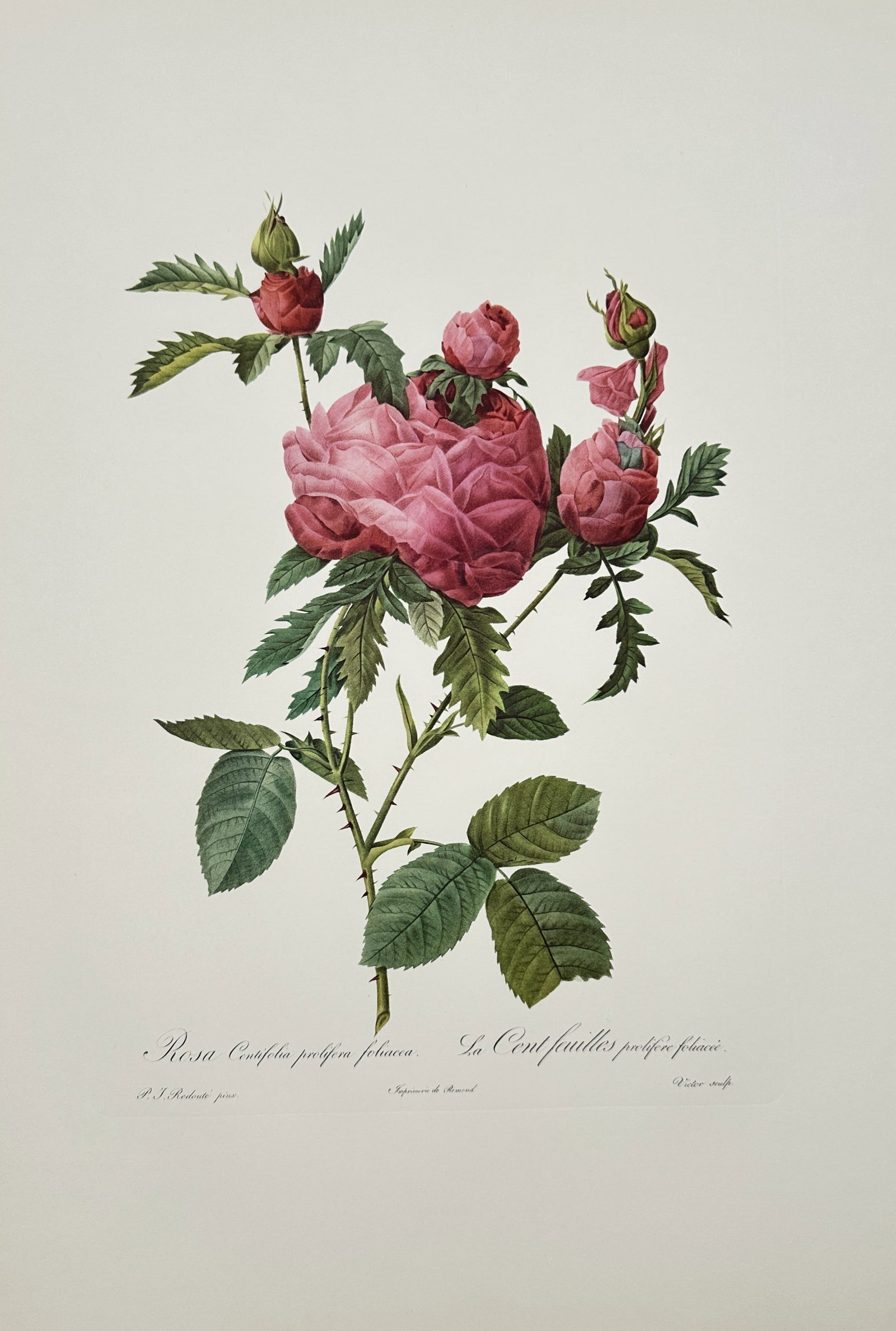 Pierre-Joseph Redouté, after – Study of Rosa Centifolia Prolifera Foliacea – Offset print (1 of 2)