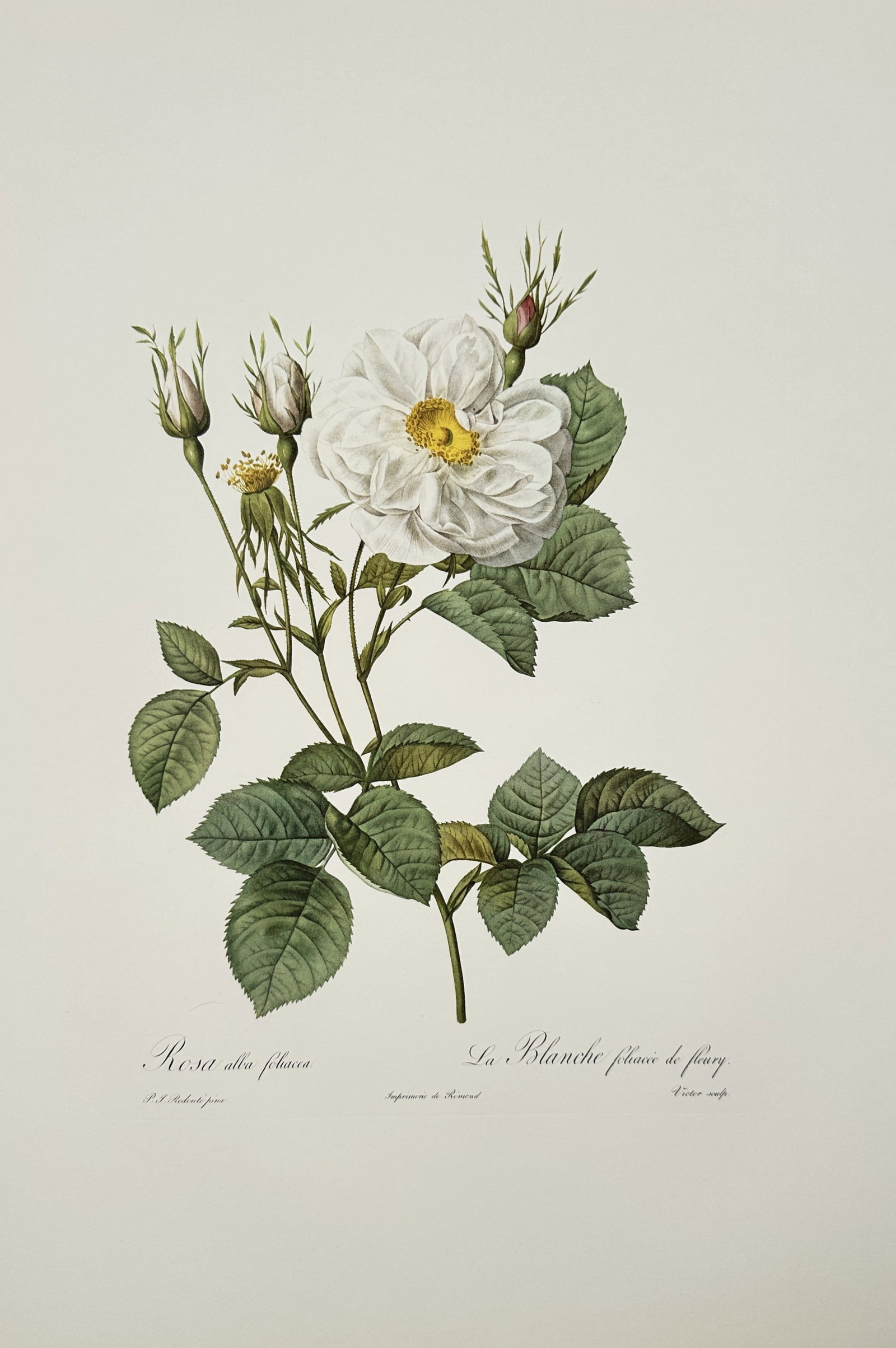 Pierre-Joseph Redouté, after – Study of Rosa Alba Foliacea – Offset print (20th Century) (1 of 2)