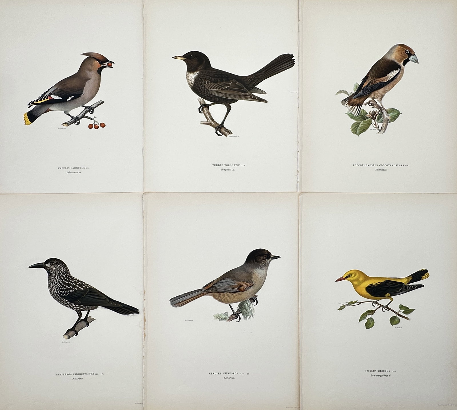 Magnus von Wright – Set of 6: Nordic Ornithological Studies – Lithographs (1920s) (1 of 2)