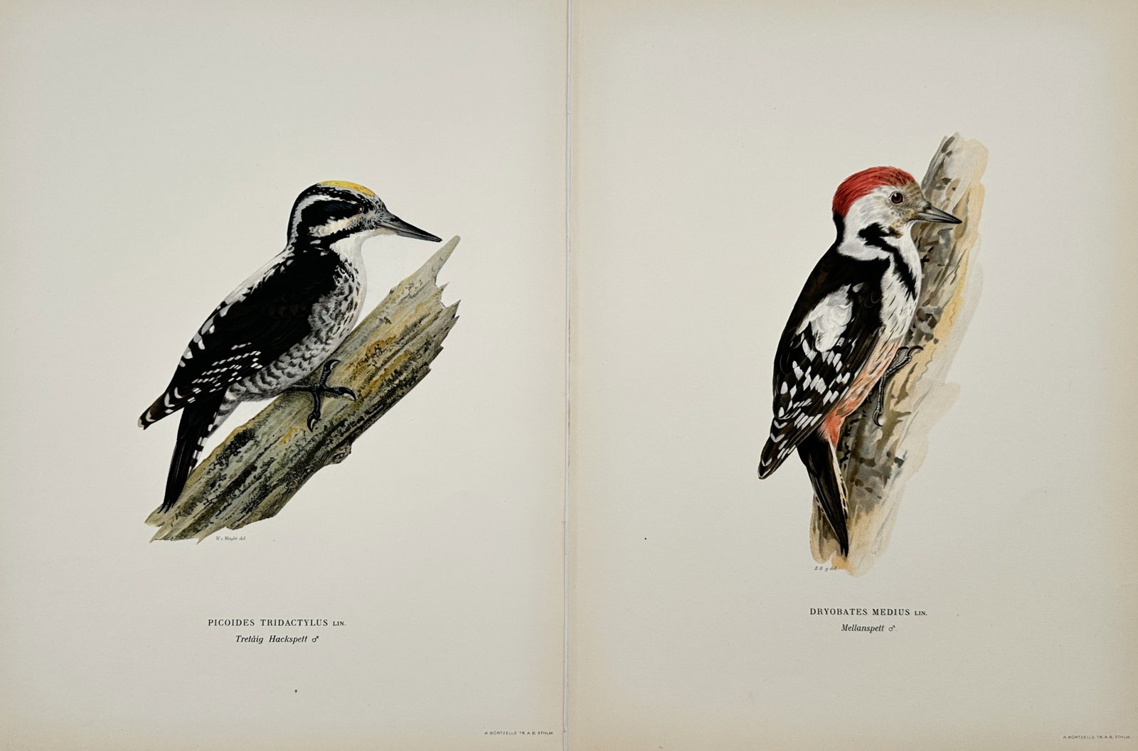 Magnus von Wright – Set 2: Nordic Woodpecker Studies – Lithograph (1920s) (1 of 2)