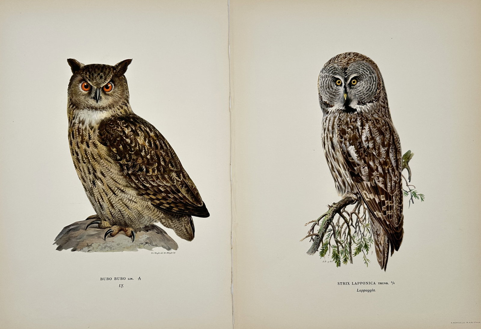 Magnus von Wright – Set of 2: Nordic Owl Studies – Lithographs (1920s) (1 of 2)