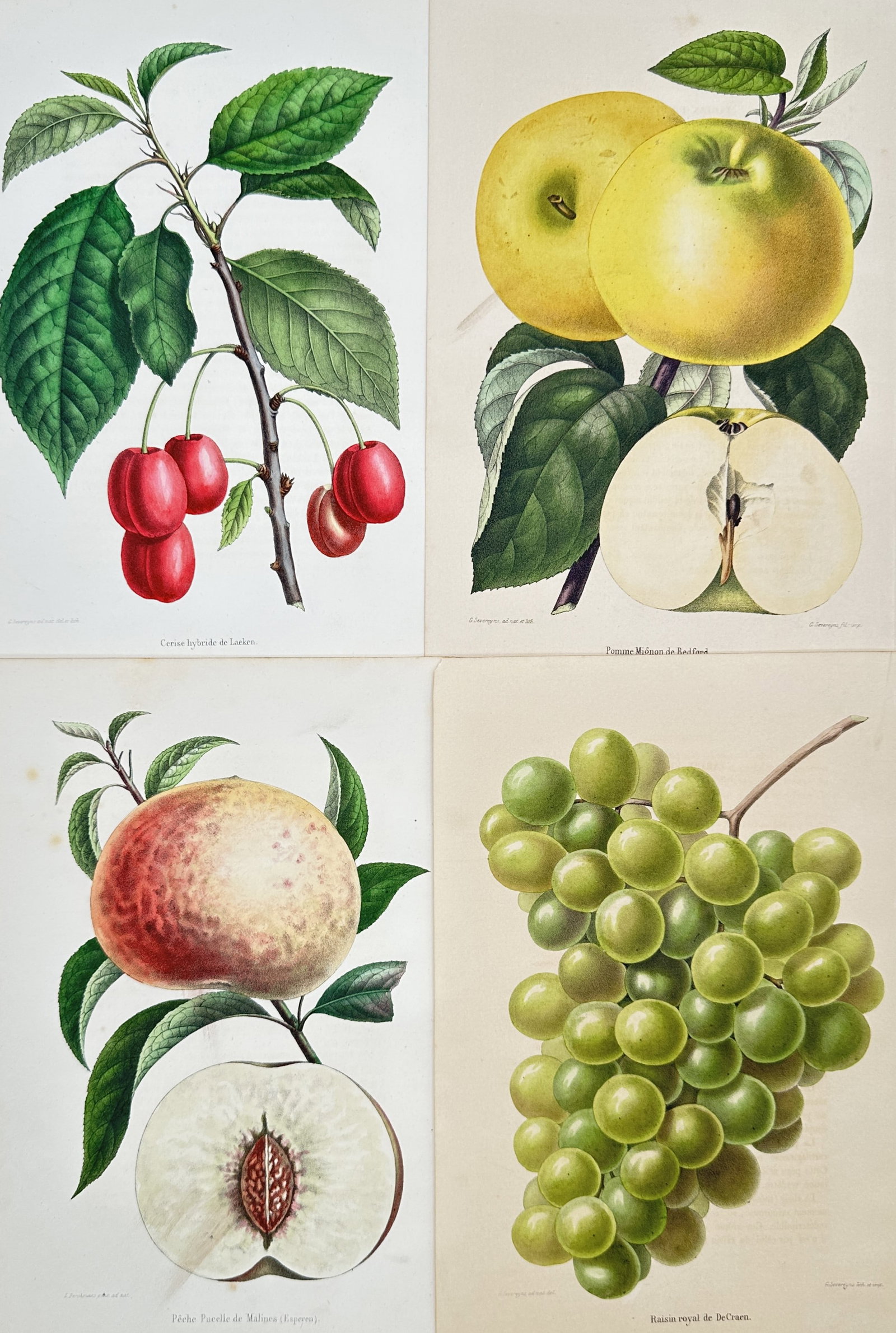 Guillaume Severeyns – Set of 4: Botanical Fruit Studies – Chromolithographs (19th Century) (1 of 2)