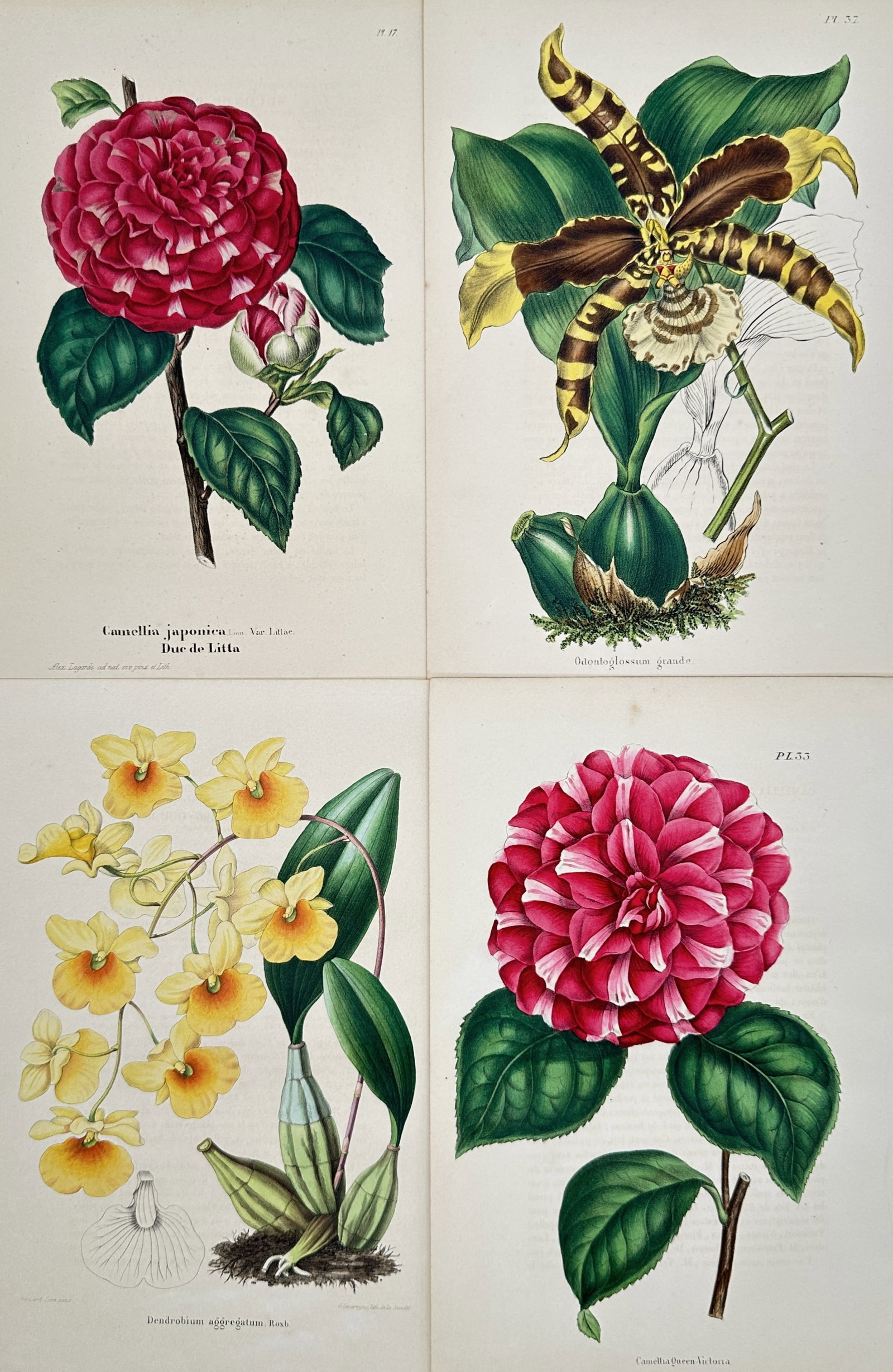 Guillaume Severeyns – Set of 4: Botanical Floral Studies – Chromolithographs (19th Century) (1 of 2)