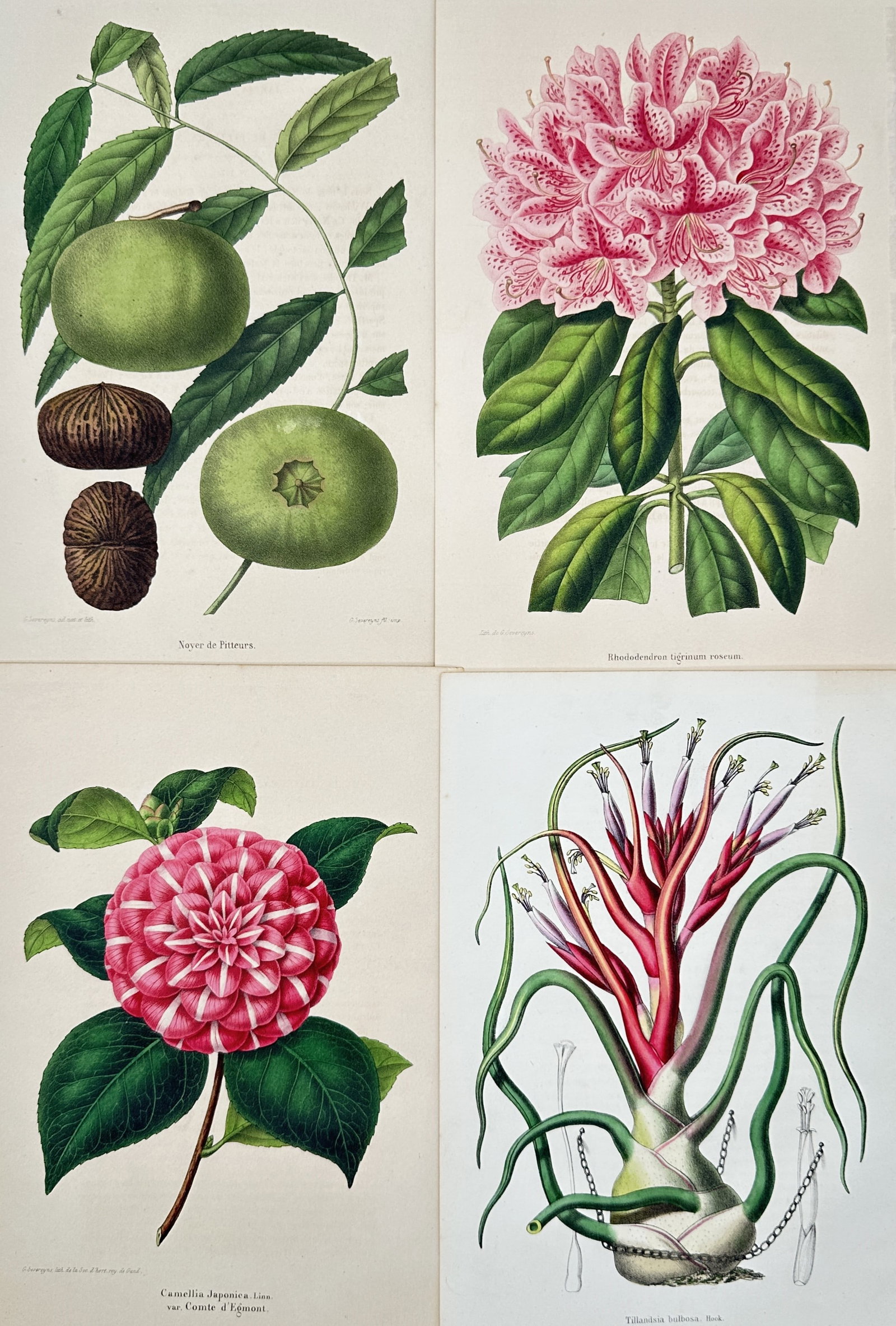Guillaume Severeyns – Set of 4: Exotic Pitcairn Nut, Rhododendron, Camellia – Lithographs (1 of 2)