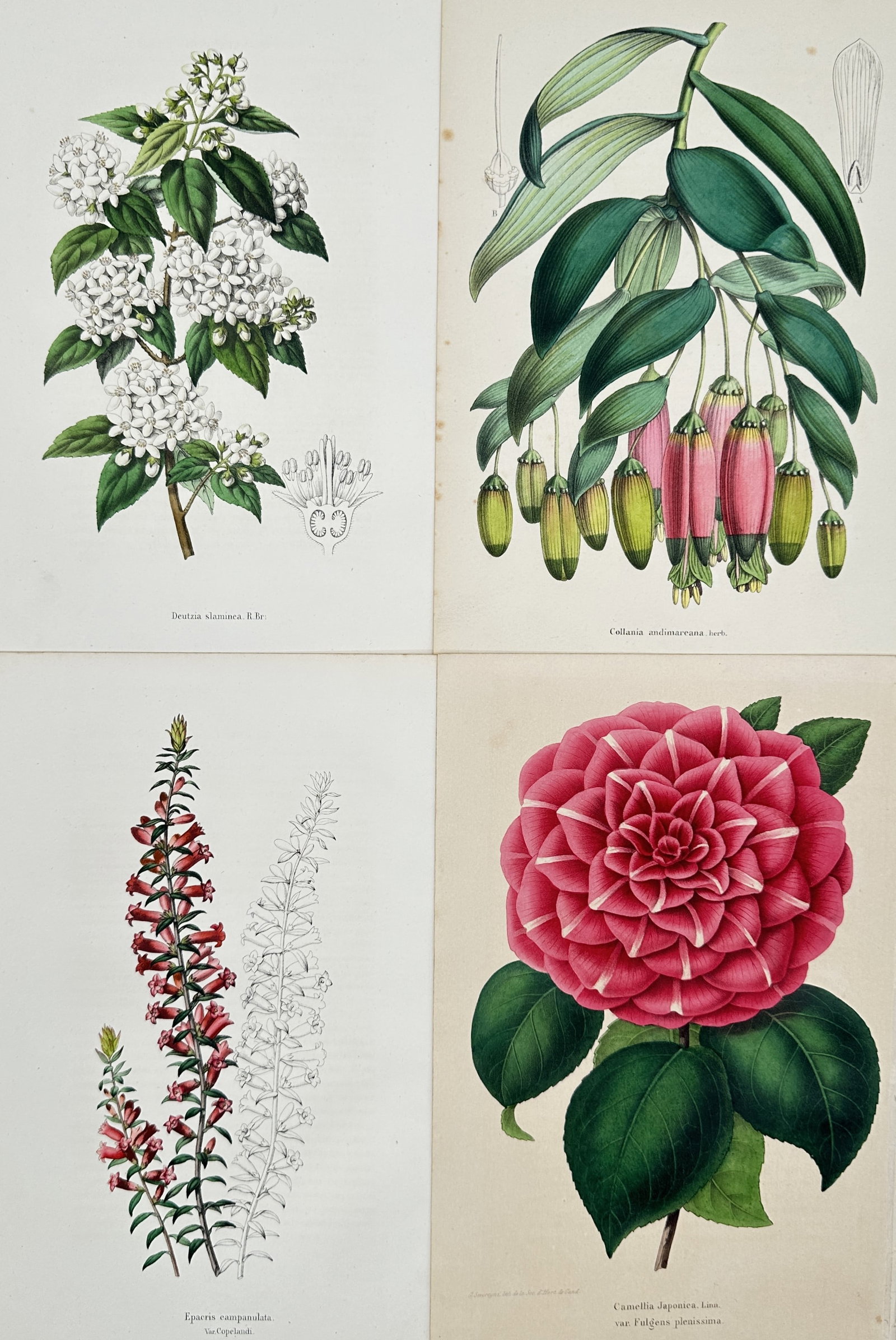 Guillaume Severeyns – Set of 4: Deutzia, Collaea, Epacris, and Camellia Flower Studies (1 of 2)