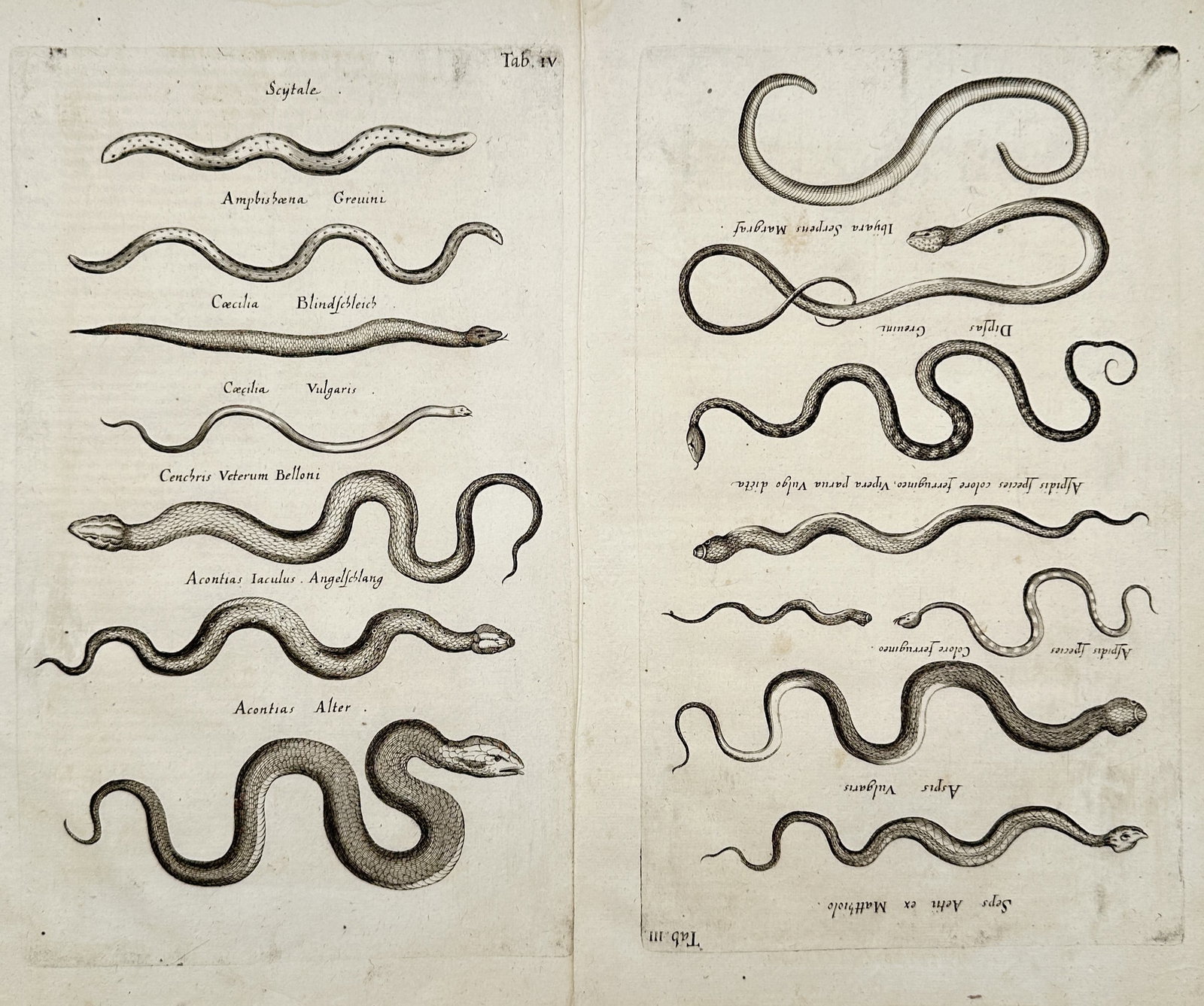 Jon Jonasen – Set of 2: Herpetological and Snake Studies – Engravings (17th Century) (1 of 2)