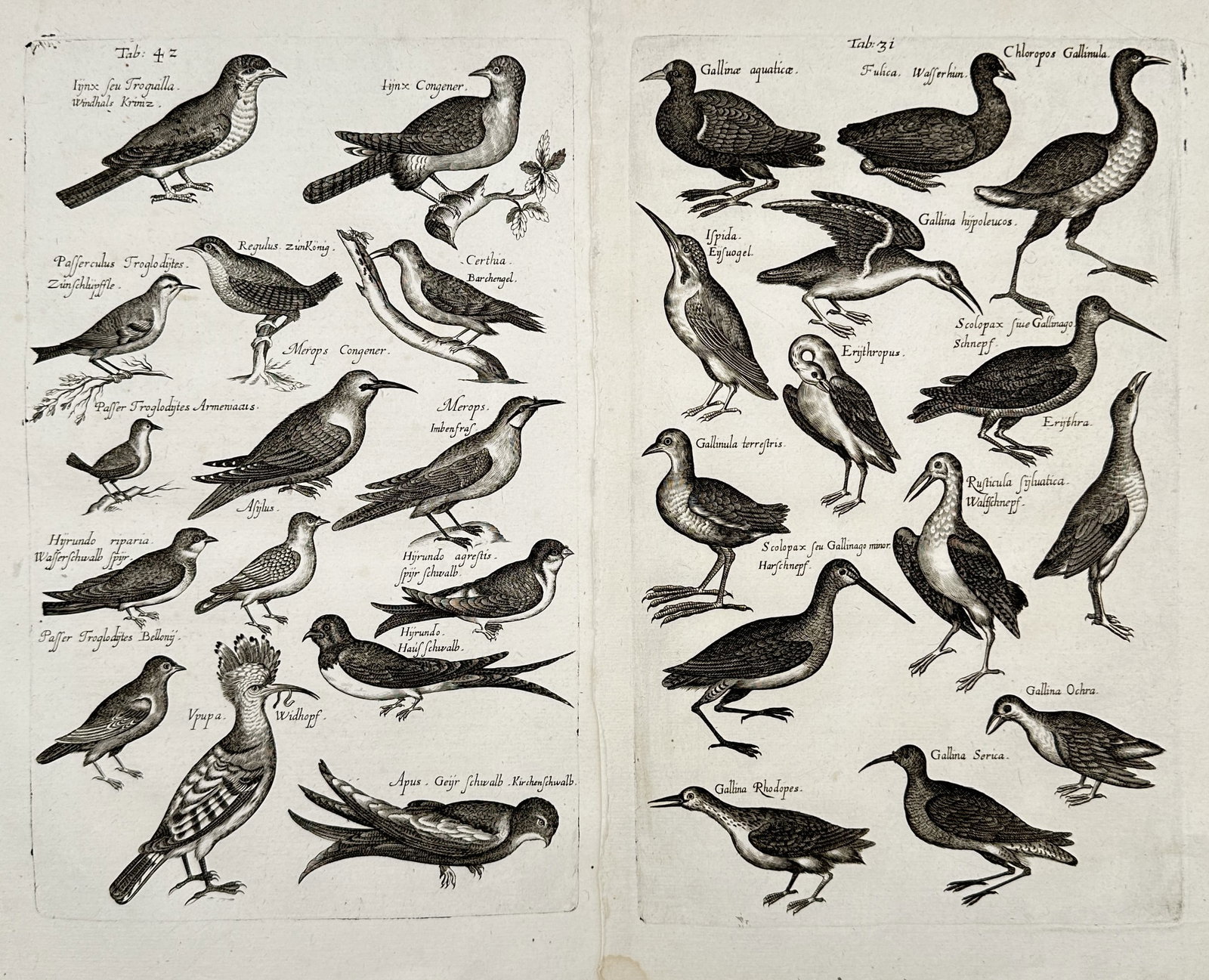 Jon Jonasen – Set of 2: Ornithological and Bird Studies – Engravings (17th Century) (1 of 2)