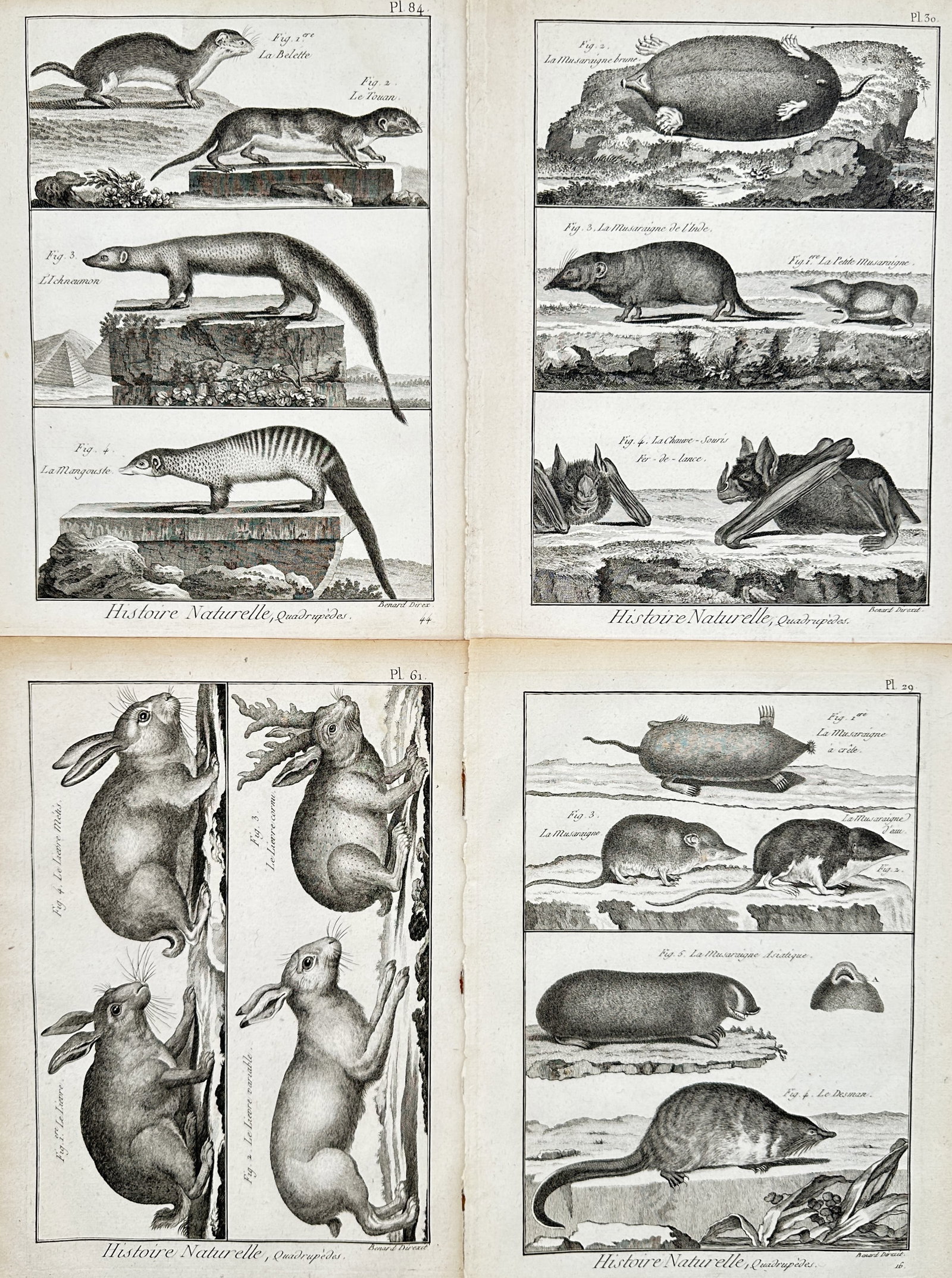 Robert Bénard – Set of 4: Natural History of Quadruped Animals, Moles, Bats, and Hares: "Natural History of Quadruped Animals, Moles, Bats, and Hares" This set of four prints features detailed zoological studies illustrating various mammals including weasels, mongooses, shrews, bats, and