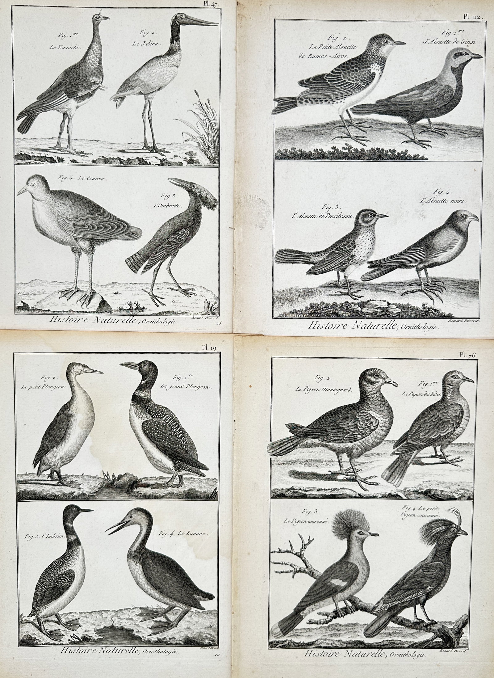 Robert Bénard – Set of 4: Ornithological and Bird Studies – Engravings (18th Century) (1 of 2)