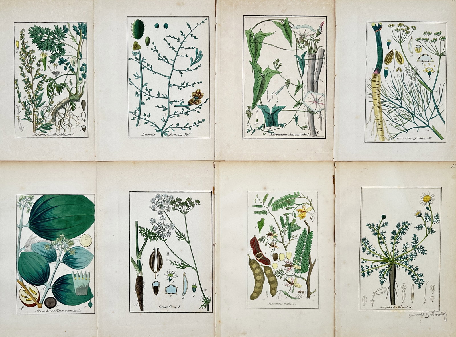 Max Schulze – Set of 8: Botanical Studies of Medicinal and Indigenous Plants – Lithographs (1 of 2)