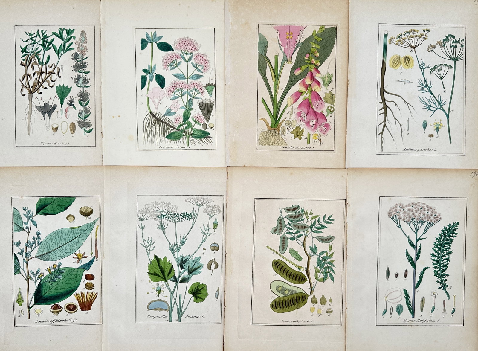 Max Schulze – Set of 8: Medical and Indigenous Botanical Species – Lithographs (19th Century) (1 of 2)