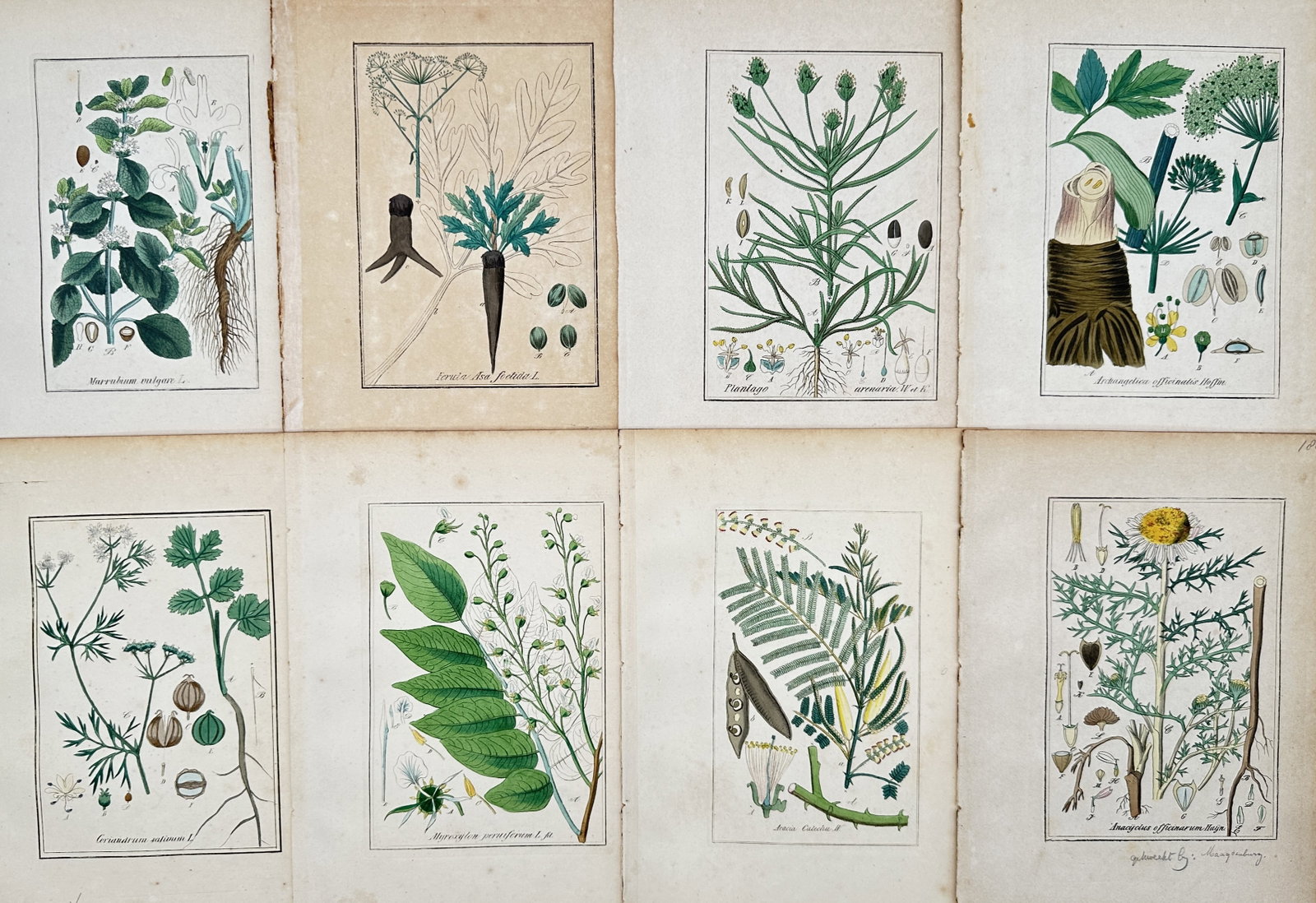 Max Schulze – Set of 8: Therapeutic and Medicinal Botanical Species – Lithographs (19th Century) (1 of 2)