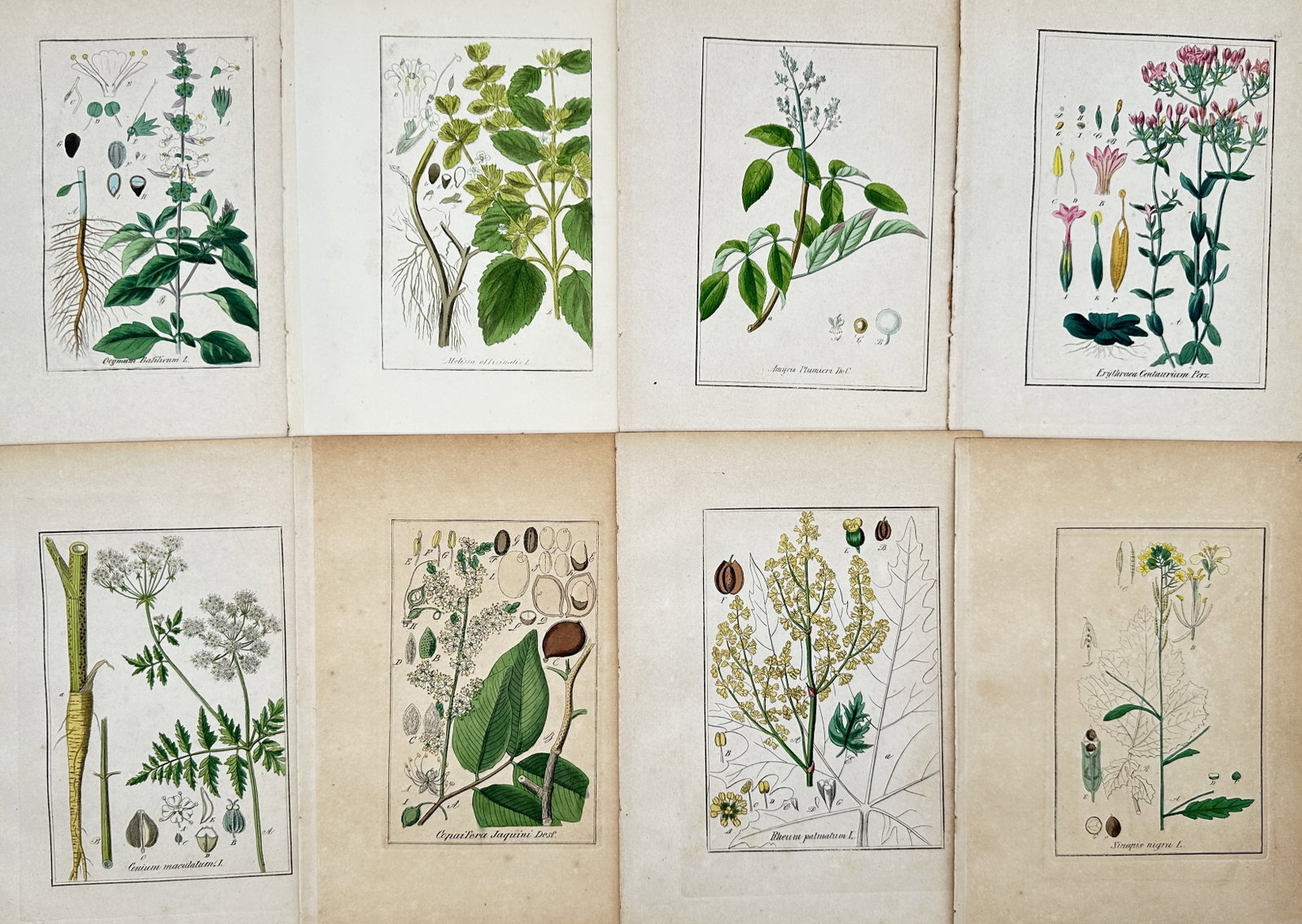 Max Schulze – Set of 8: Botanical Studies of Herbal and Medicinal Plants – Lithographs (1 of 2)