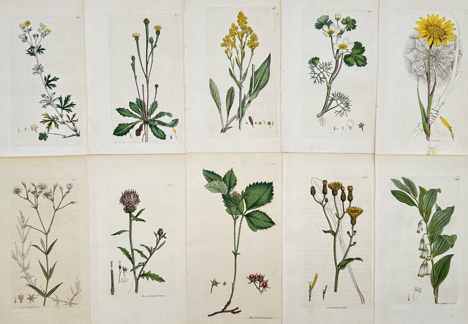 James Sowerby – Set of 10: Botanical Studies of British Flora and Wildflowers – Engravings (1 of 2)