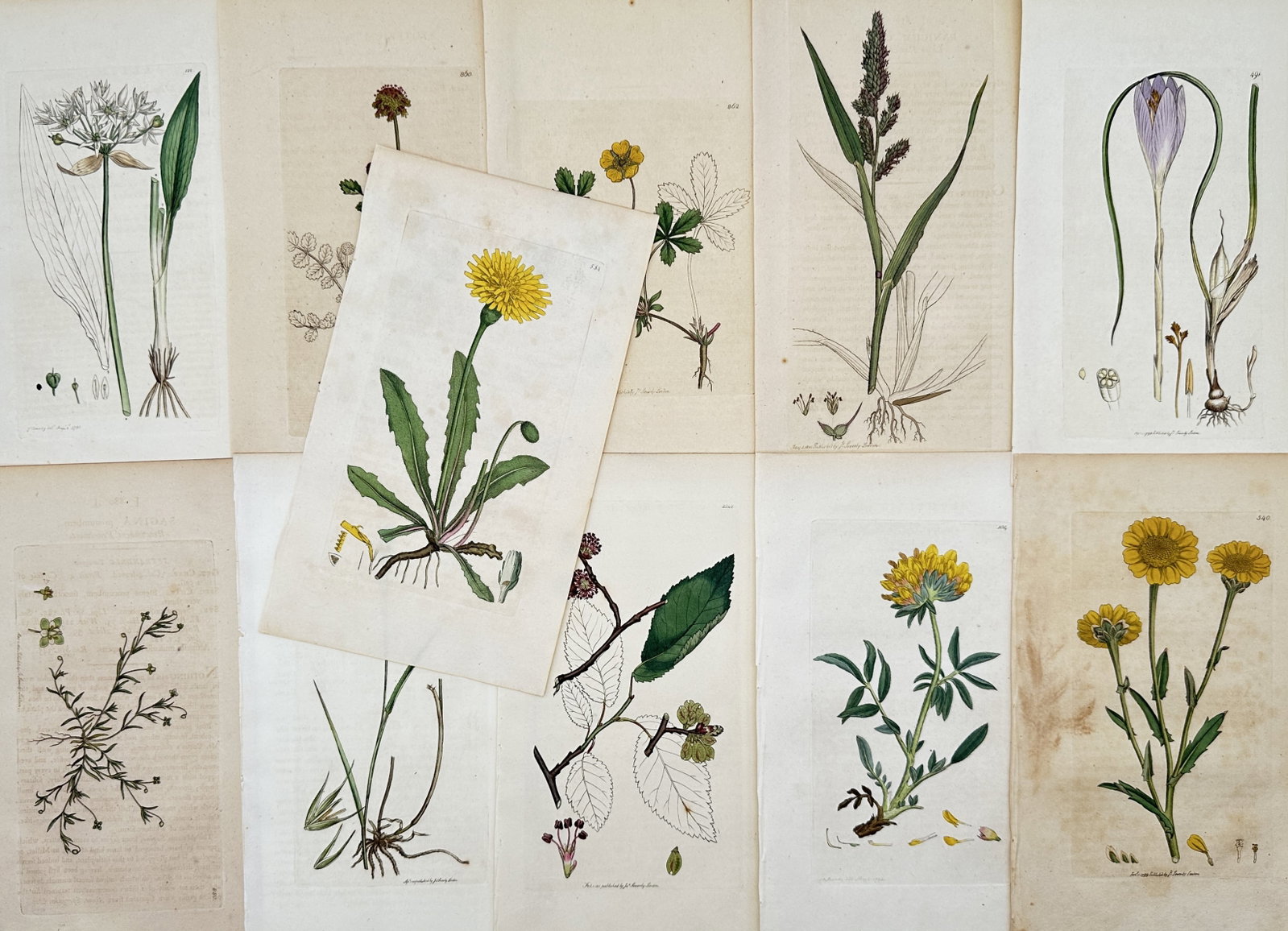 James Sowerby – Set of 11: British Botanical and Wildflower Studies – Engravings (19th Century) (1 of 2)
