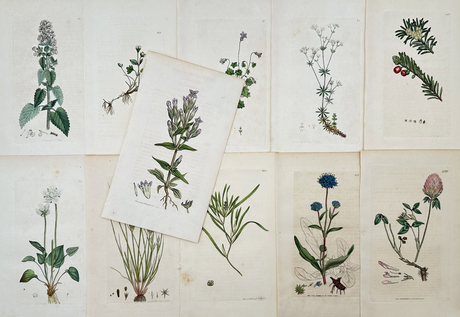 James Sowerby – Set of 11: Comprehensive Studies of British Flora and Grasses – Engravings: "Comprehensive Studies of British Flora and Grasses" This set of eleven prints features detailed botanical illustrations representing various wildflower and plant species including clover, gentian, mi