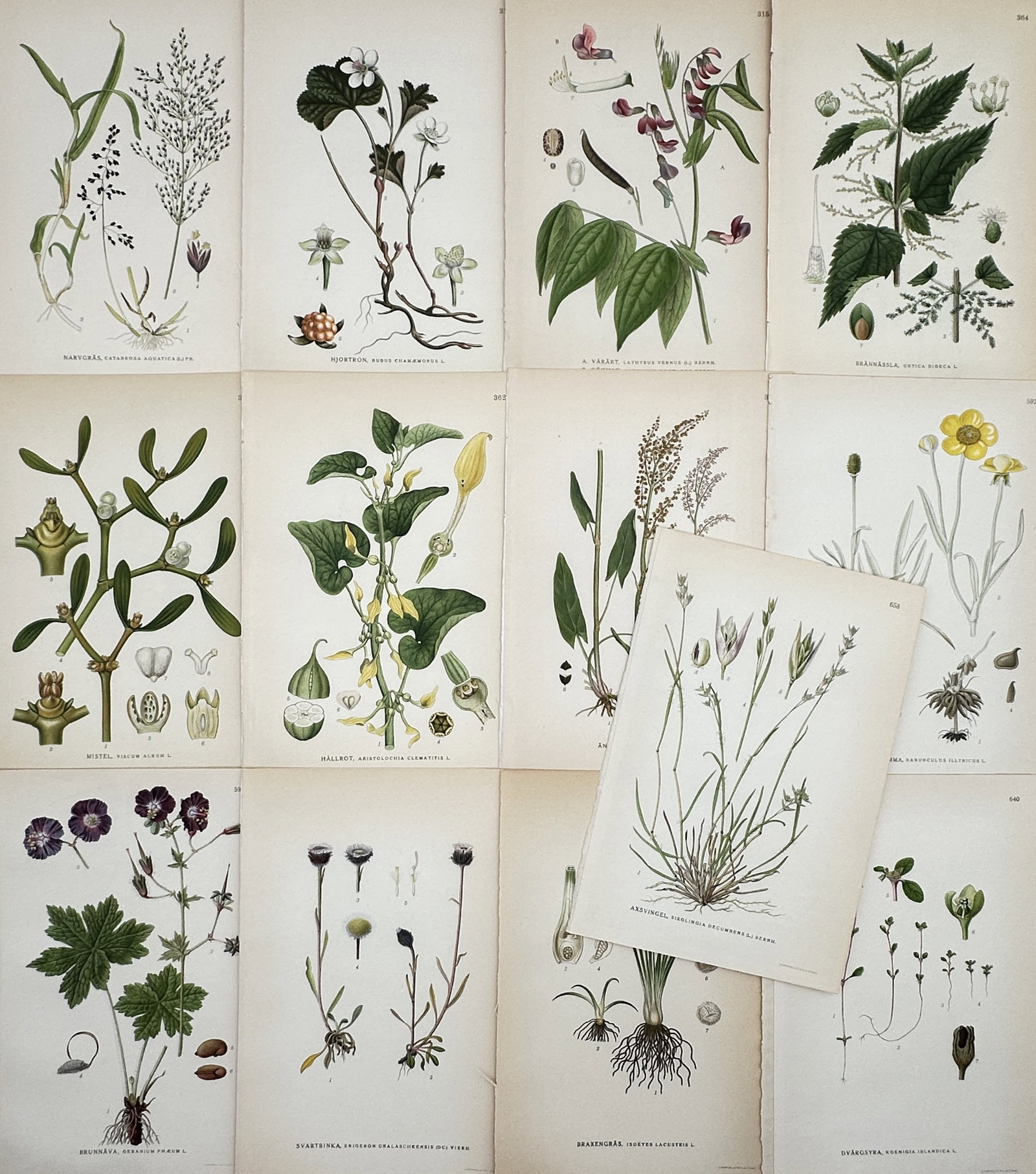 Carl Lindman – Set of 13: Nordic Botanical and Wildflower Studies – Lithographs (20th Century) (1 of 2)