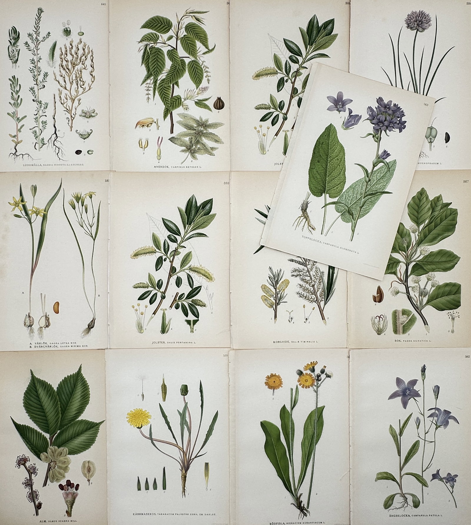 Carl Lindman – Set of 13: Northern Flora and Botanical Studies – Lithographs (20th Century) (1 of 2)