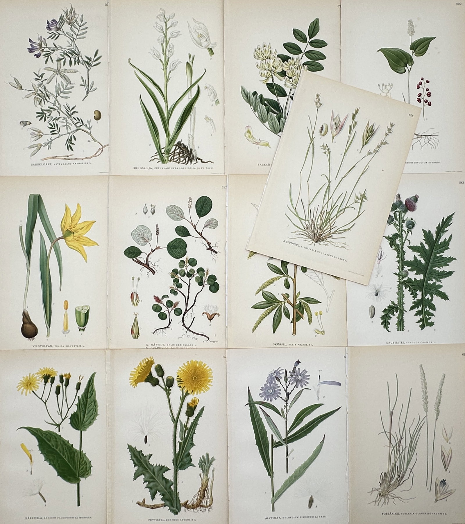 Carl Lindman – Set of 13: Scandinavian Plant and Botanical Floral Studies – Lithographs (1 of 2)