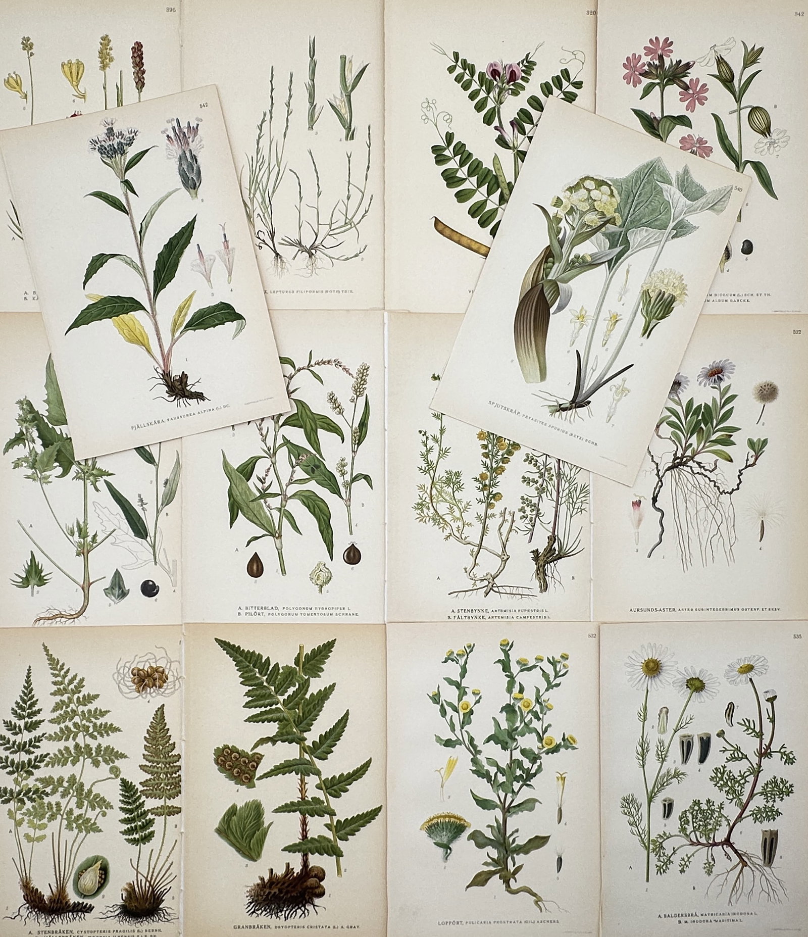 Carl Lindman – Set of 14: Nordic Plant and Fern Botanical Studies – Lithographs (20th Century) (1 of 2)