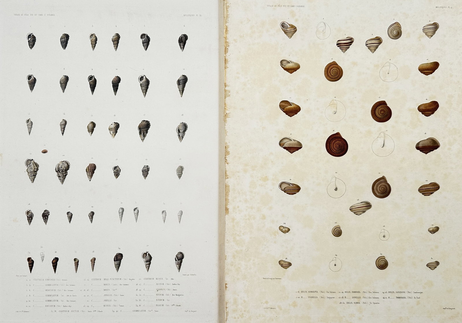 Casimir Gide – Set of 2: Studies of Marine Shells and Gastropods – Engravings (19th Century): "Studies of Marine Shells and Gastropods" This set of two prints features detailed conchological illustrations showcasing various species of marine shells, spiral gastropods, and bivalves arranged in 