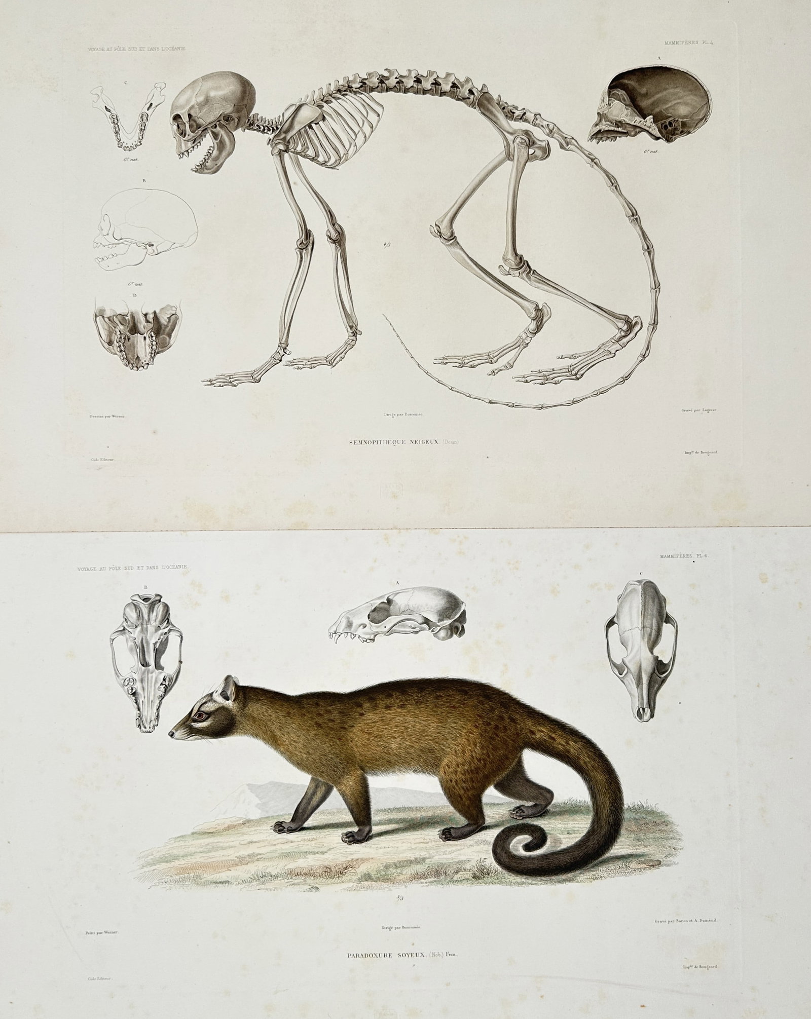 Casimir Gide – Set of 2: Studies of Mammal Skeletons and Zoological Specimens – Engravings (1 of 2)