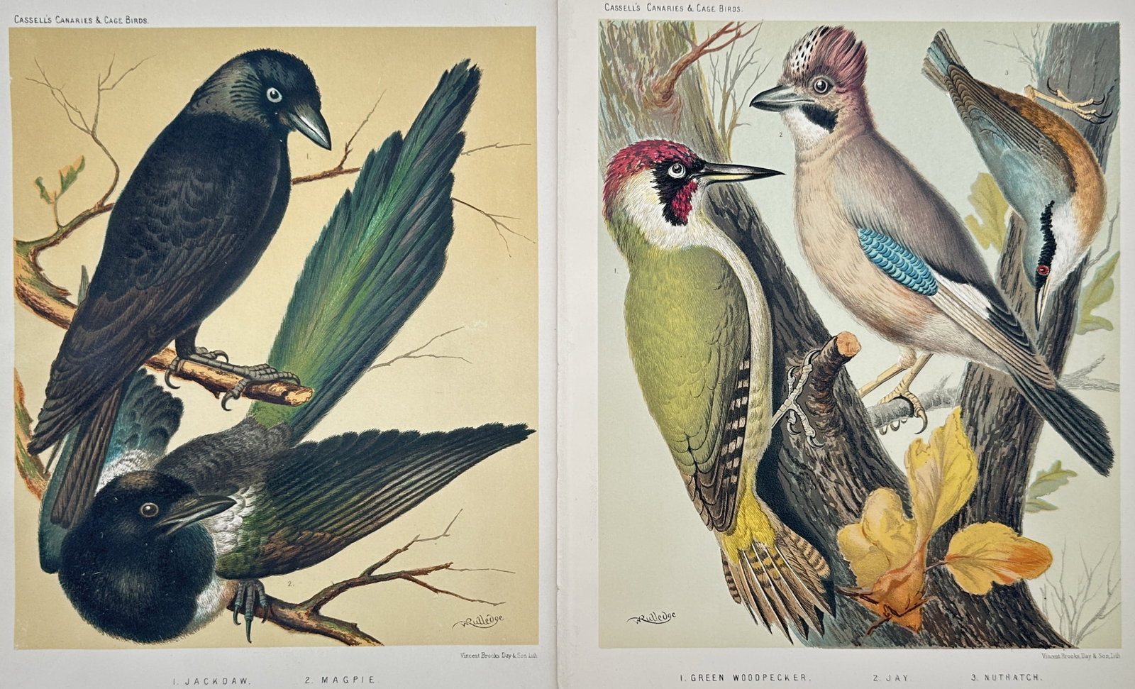 Joseph Williamson Ludlow – Set of 2: Studies of Corvids and Woodland Birds – Chromolithographs (1 of 2)