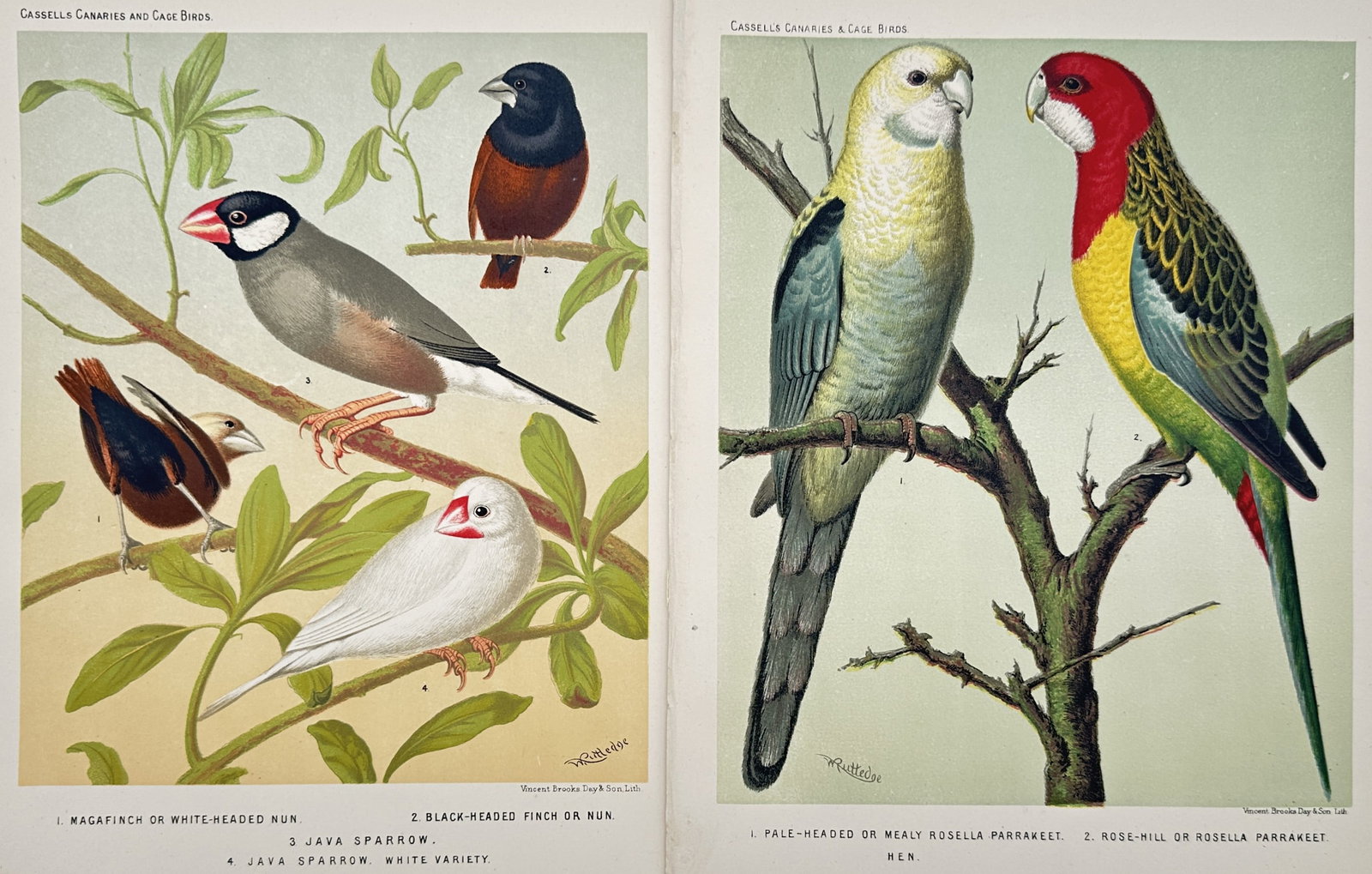 Joseph Williamson Ludlow – Set of 2: Studies of Parakeets and Finches – Chromolithographs: "Studies of Parakeets and Finches" This set of two prints features detailed ornithological illustrations showcasing various species of vibrant birds including colorful rosella parakeets perched on gna