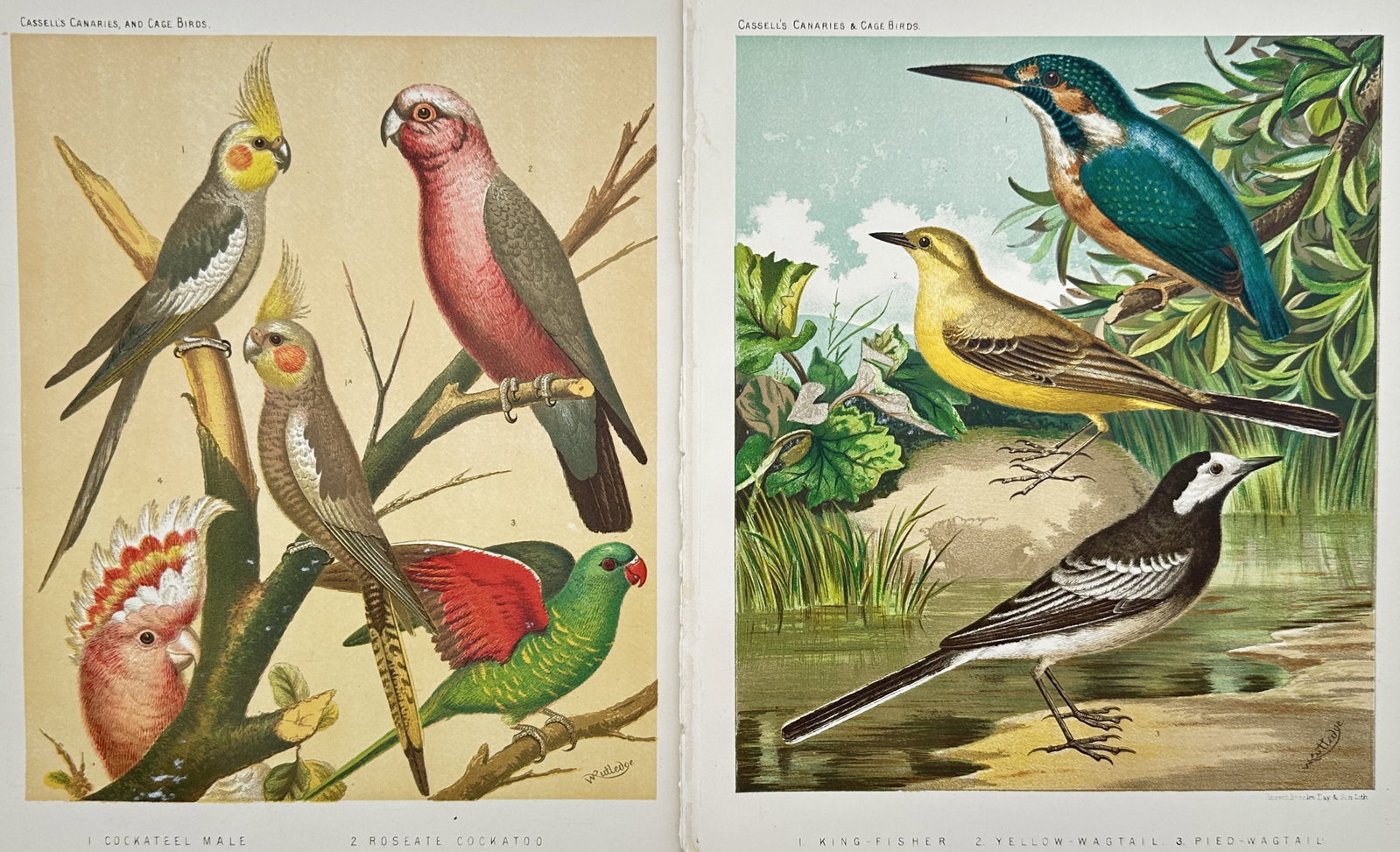 Joseph Williamson Ludlow – Set of 2: Studies of Cockatoos, Parrakeets, and Water Birds (1 of 2)