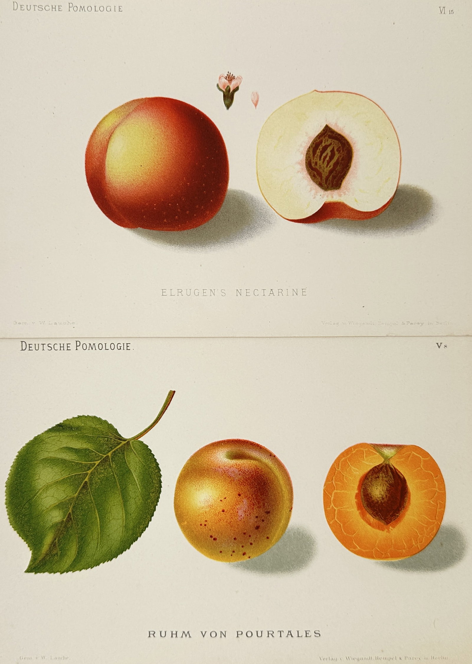 Wilhelm Lauche – Set of 2: Studies of Nectarines and Apricots – Chromolithographs (19th Century) (1 of 2)