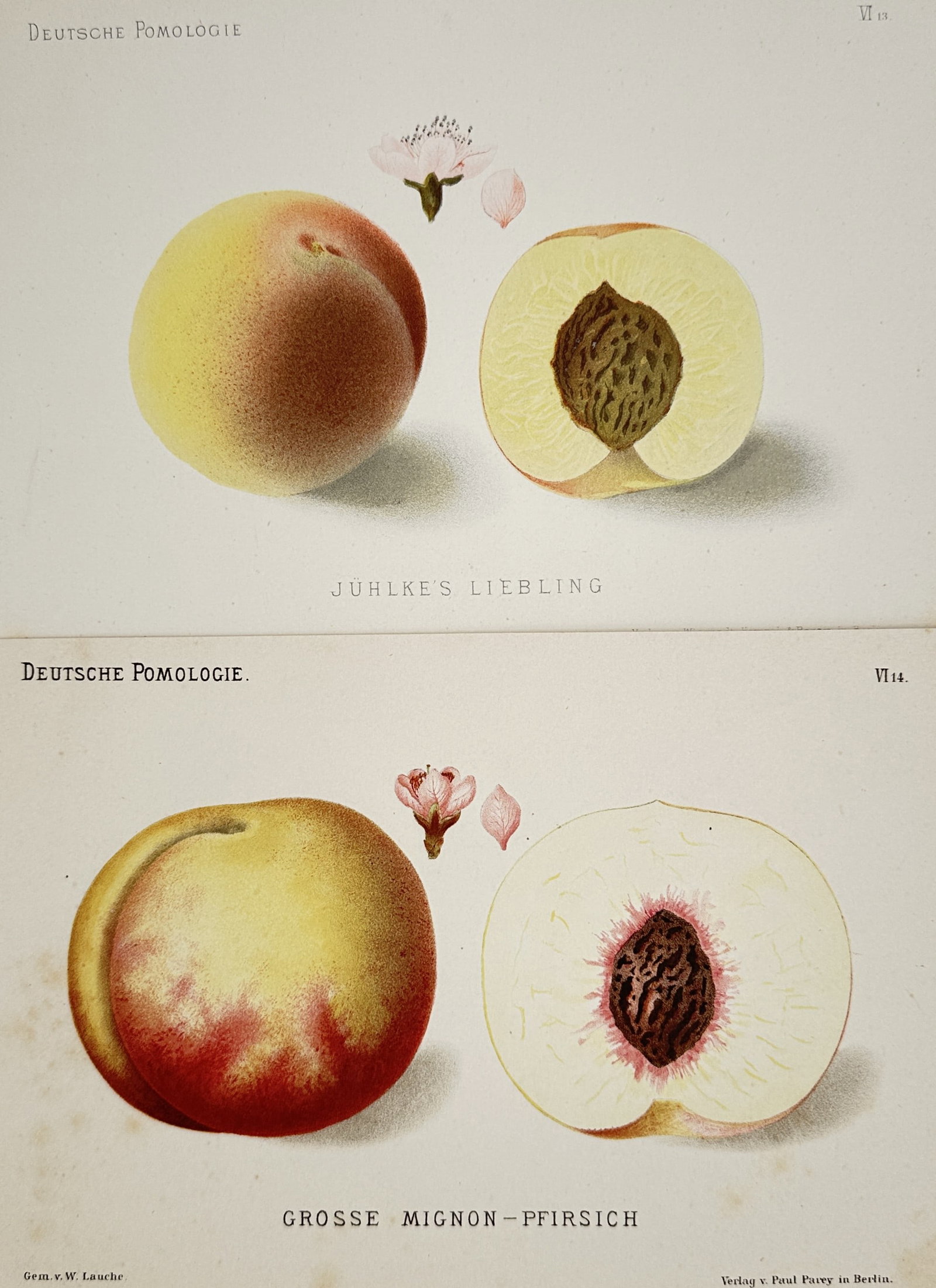 Wilhelm Lauche – Set of 2: Studies of Peaches – Chromolithographs (19th Century) (1 of 2)