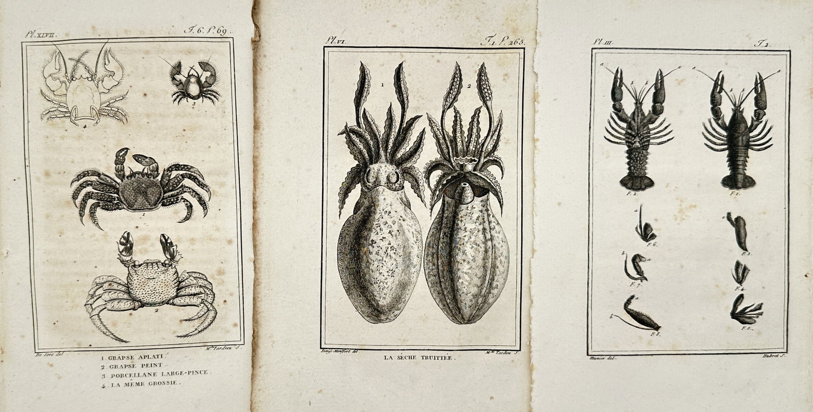 Georges-Louis Leclerc Comte de Buffon – Set of 3: Studies of Crustaceans and Cephalopods (1 of 2)