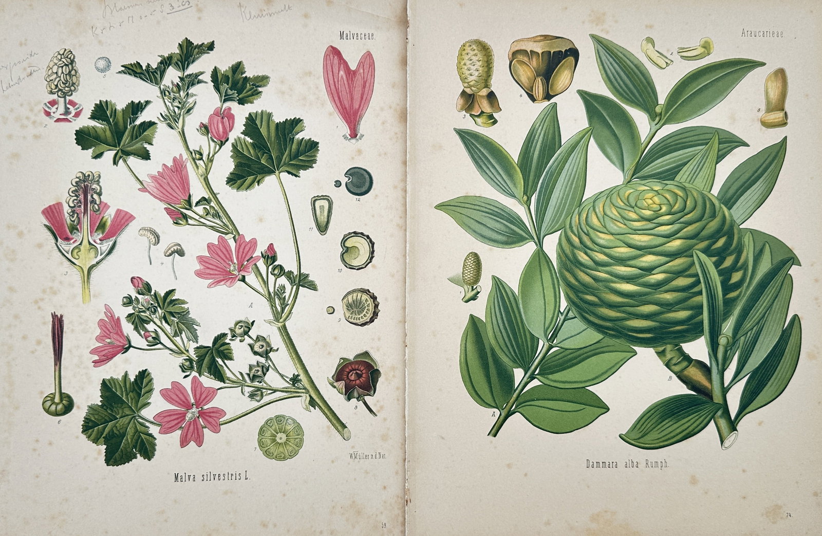 Franz Eugen Köhler – Set of 2: Studies of Medicinal Plants and Botanical Specimens: "Köhler's Medizinal-Pflanzen" This set of two prints features detailed botanical illustrations showcasing various species of flora, including a flowering mallow plant with pink blossoms and a conifer