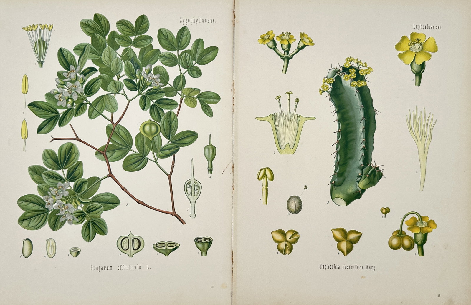 Franz Eugen Köhler – Set of 2: Studies of Lignum Vitae and Resin Spurge – Chromolithographs: "Köhler's Medizinal-Pflanzen" This set of two prints features detailed botanical illustrations showcasing various species of flora, including a flowering lignum vitae branch with pale blossoms and a 