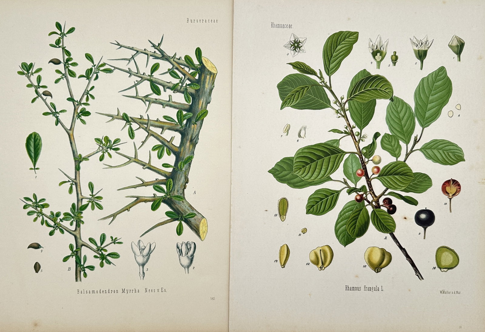 Franz Eugen Köhler – Set of 2: Studies of Myrrh and Alder Buckthorn – Chromolithographs: "Köhler's Medizinal-Pflanzen" This set of two prints features detailed botanical illustrations showcasing various species of flora, including a thorny myrrh branch with small green leaves alongside a