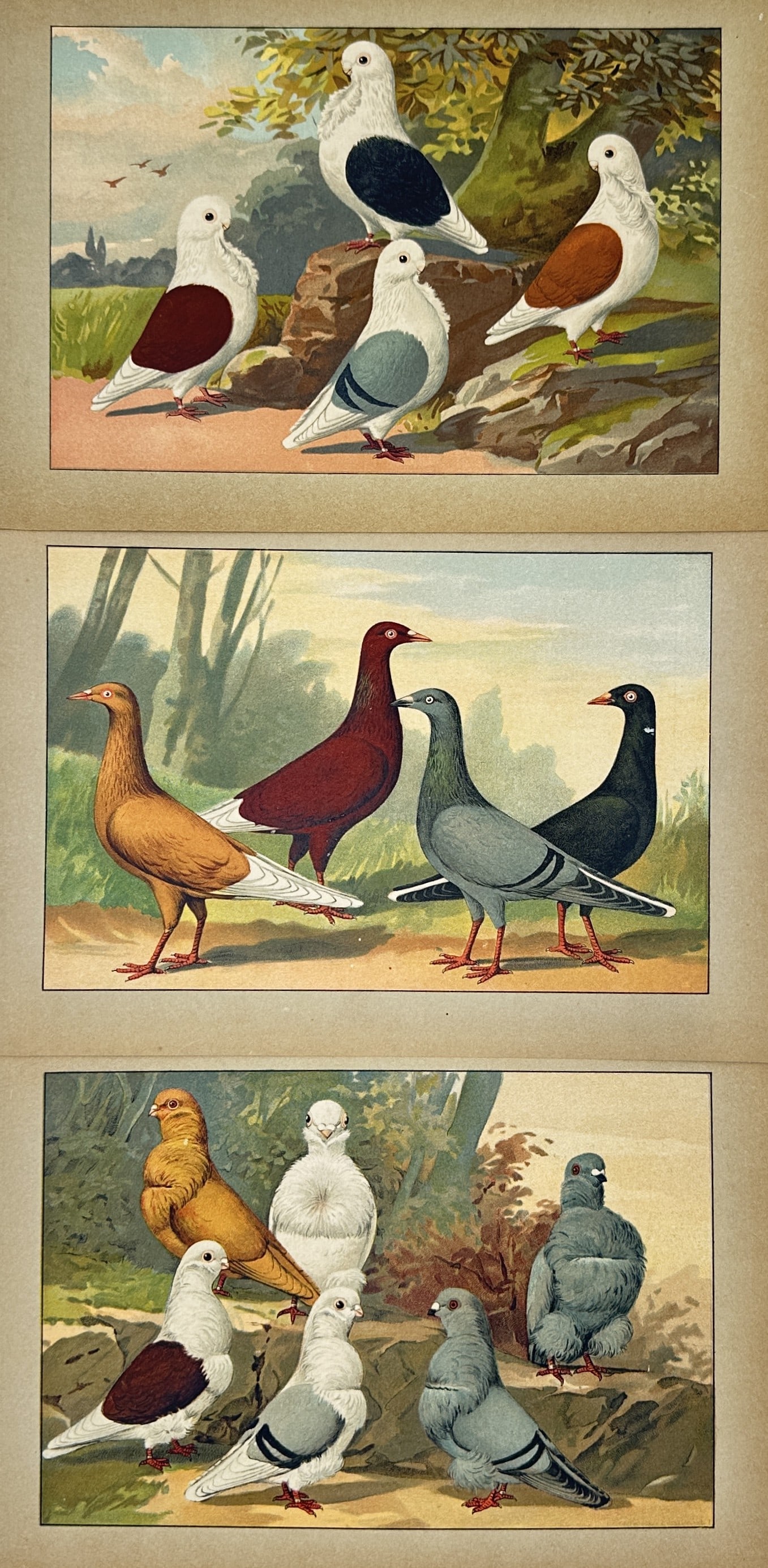 Emil Schachtzabel – Set of 3: Studies of Domestic Pigeon Breeds – Chromolithographs (1 of 2)