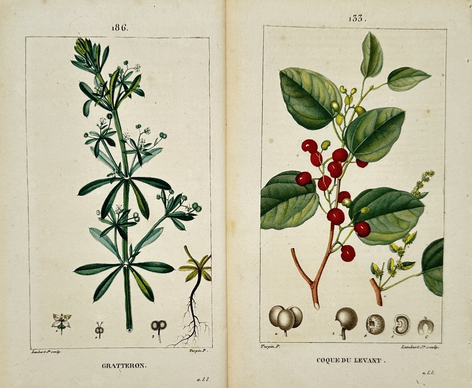 Pierre Jean Francois Turpin – Set of 2: Studies of Cleavers and Indian Berry – Engravings: "Studies of Cleavers and Indian Berry" This set of two prints features detailed botanical illustrations showcasing specific wild plants, including a vertical stalk of cleavers with slender whorled lea