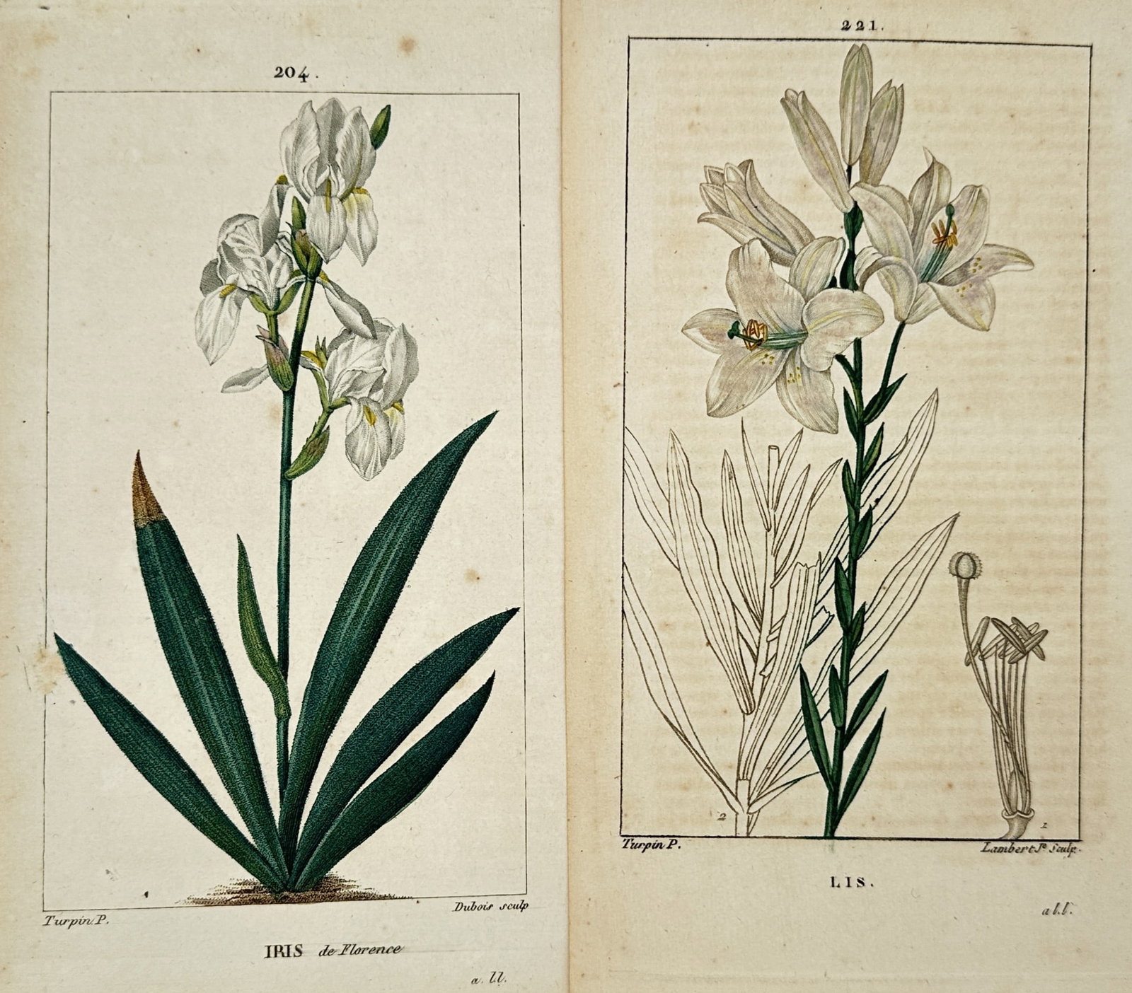 Pierre Jean Francois Turpin – Set of 2: Studies of Iris and Lily – Engravings (19th Century) (1 of 2)