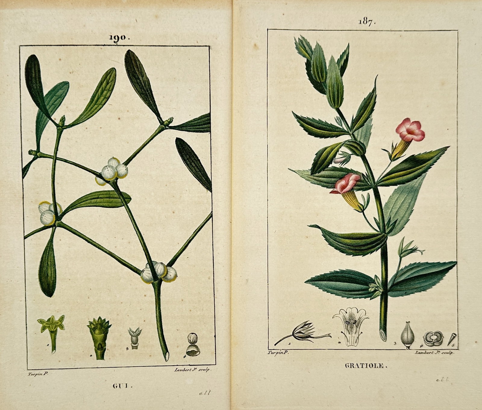 Pierre Jean Francois Turpin – Set of 2: Studies of Mistletoe and Hedge Hyssop – Engravings (1 of 2)