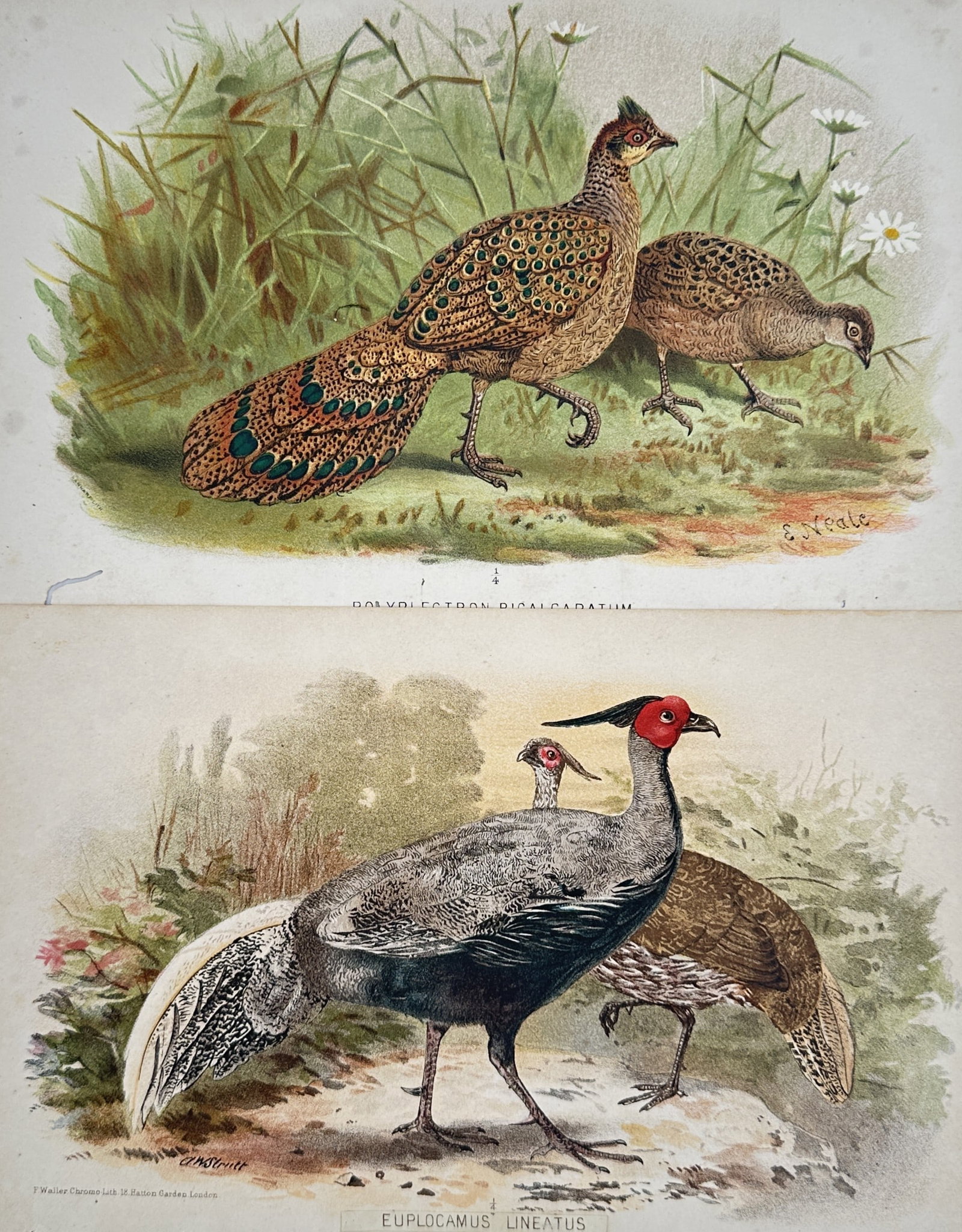 Alfred Strutt & Edward Neale – Studies of Pheasants – Chromolithographs (1878–1879) (1 of 2)